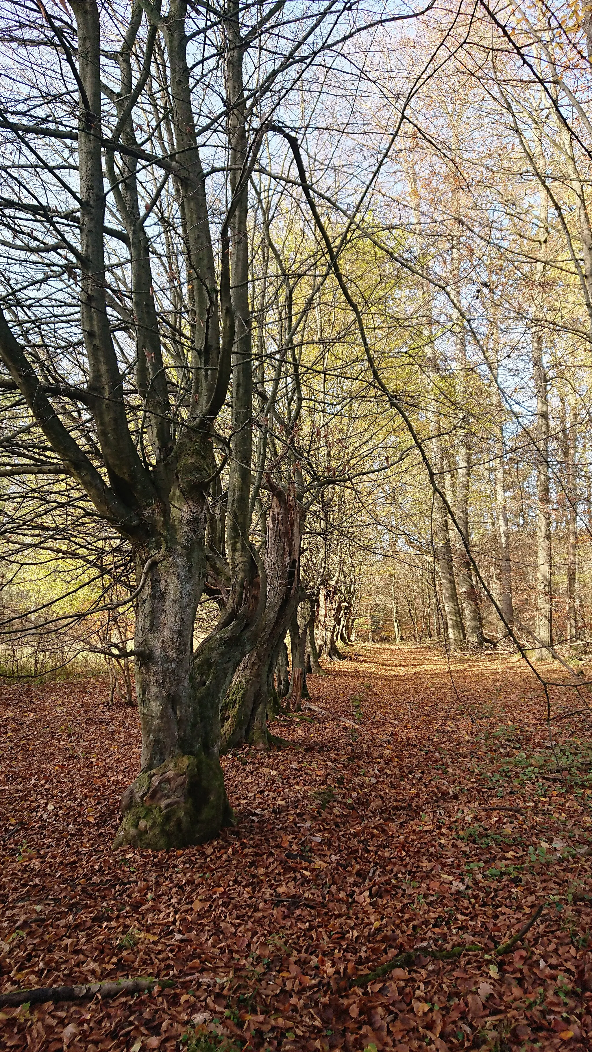 Photo showing: Baumreihe, der man ansieht, dass sie mal am Rande einer Weide stand (verkrüppelter Wuchs, der auf Verbiss-Schäden hinweis)