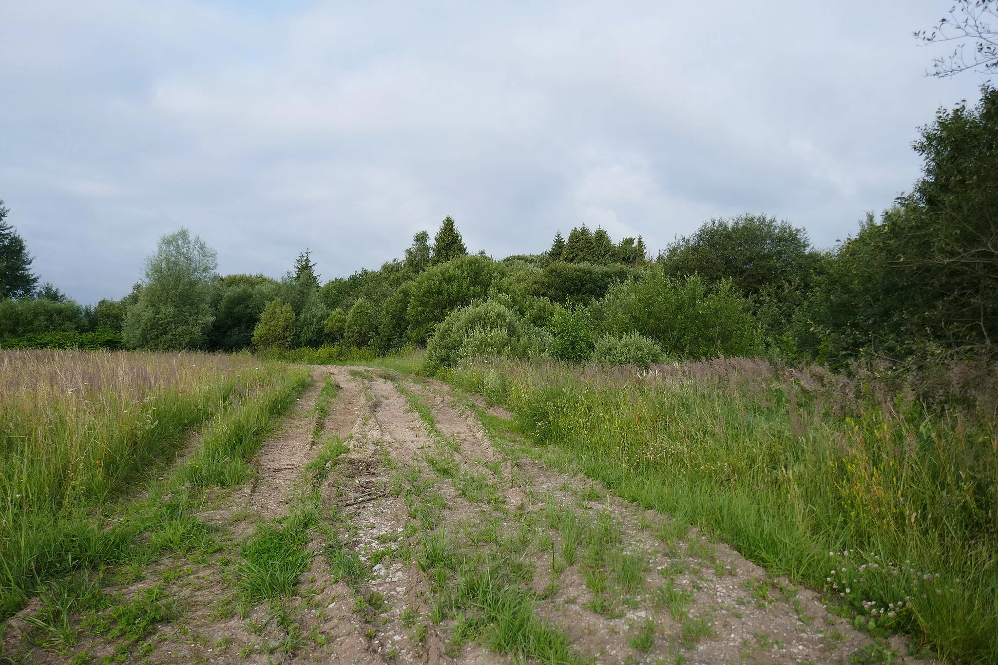 Photo showing: Landschaftsschutzgebiet Hausheide