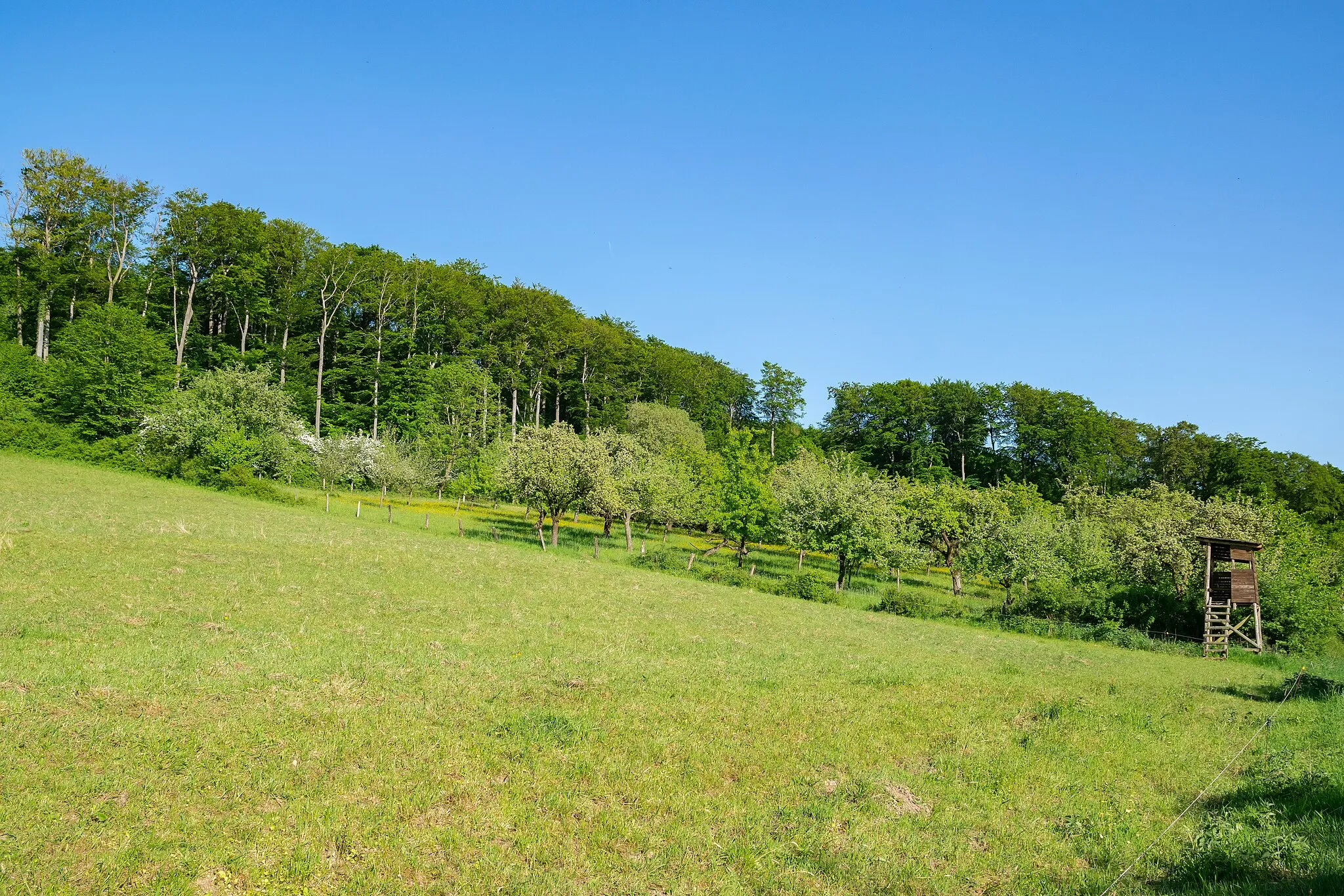 Photo showing: Naturschutzgebiet Gradberg, Bad Driburg, Kreis Höxter; Steinberg südlich Neuenheerse