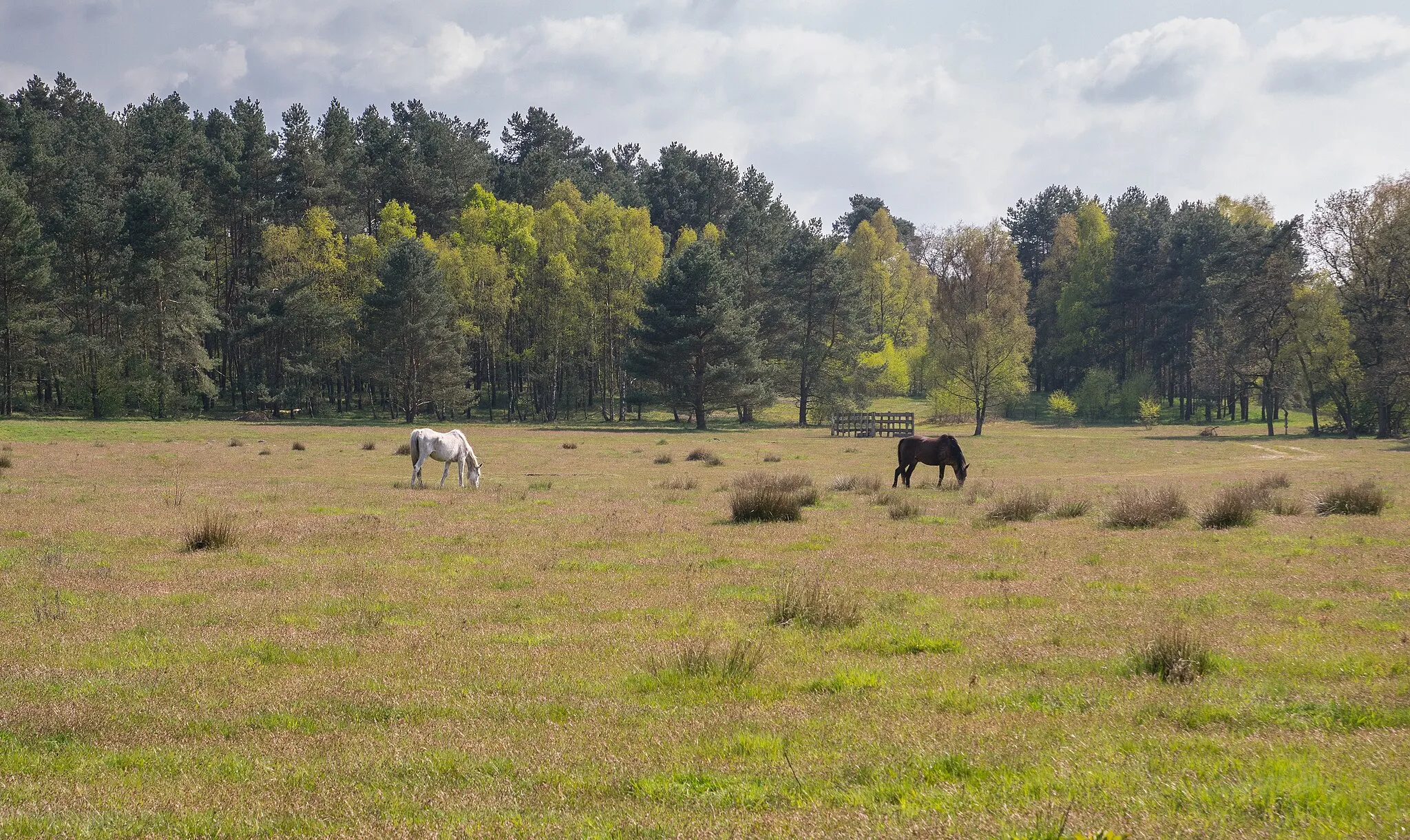 Photo showing: Extrem gefährdete Nutztierrasse "Senner Pferde" im Naturschutzgebiet Moosheide.