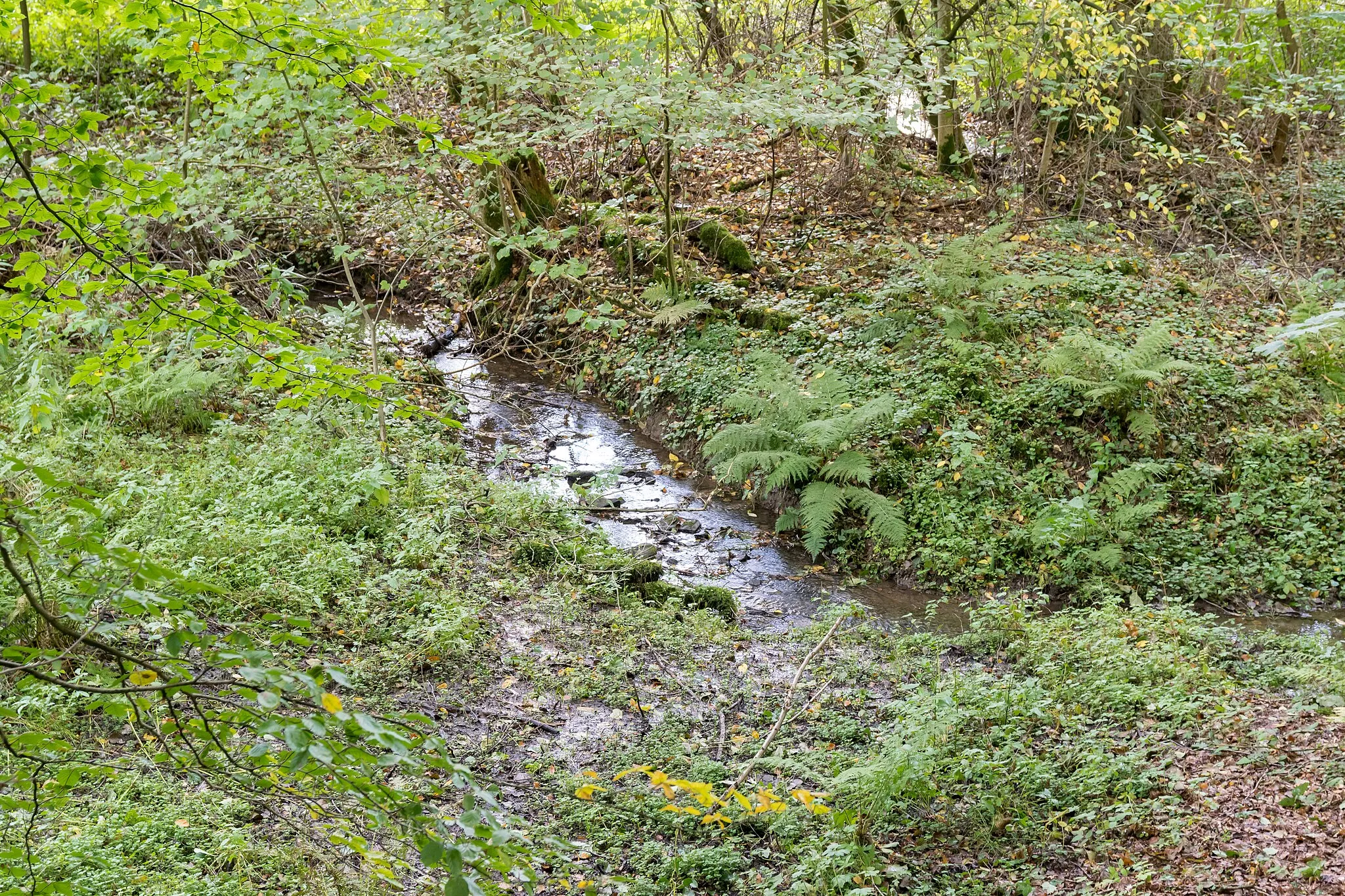 Photo showing: Naturschutzgebiet Waldbachtal, Bad Wünnenberg, Kreis Paderborn