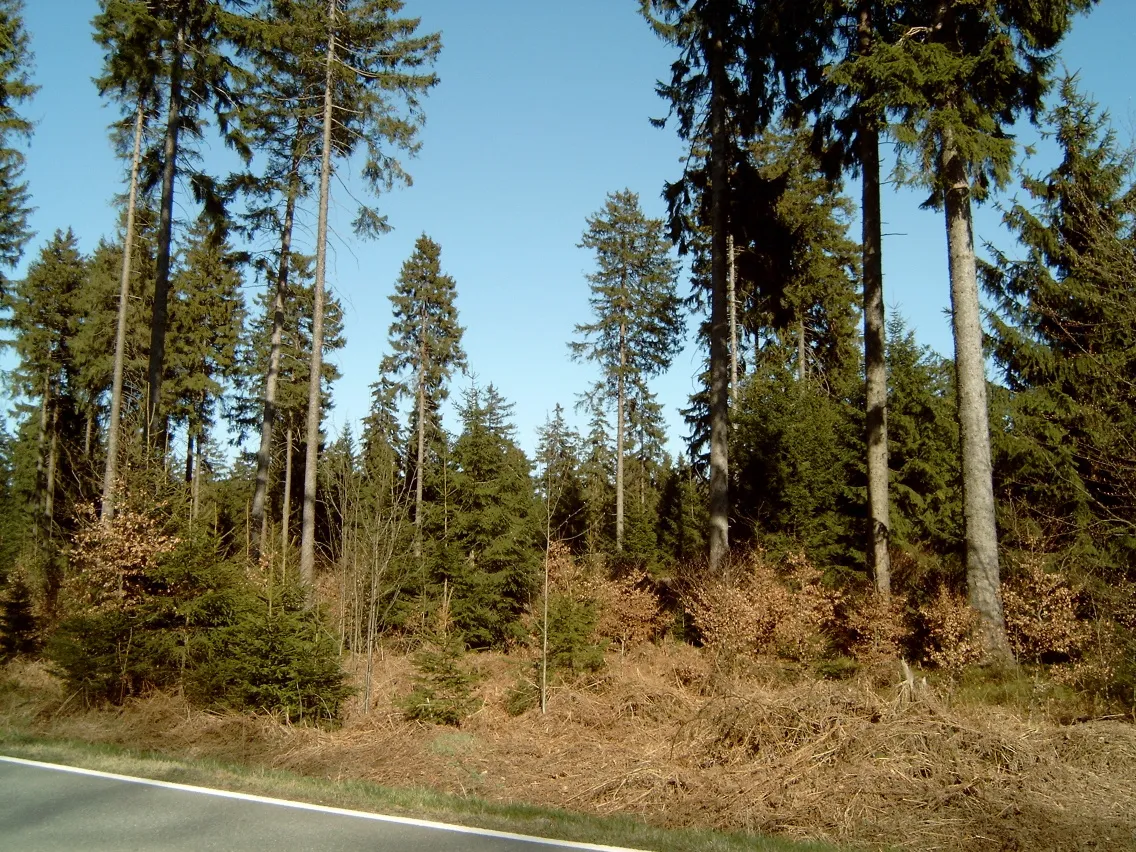 Photo showing: spruce mixed forest in the Solling (on the "Große Blöße")