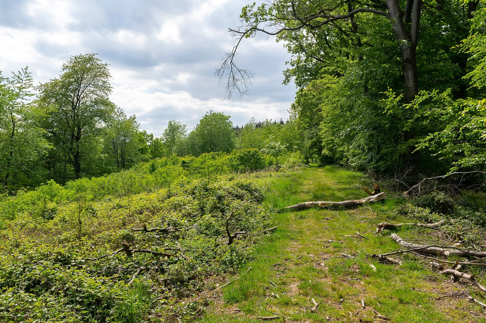 Photo showing: Landschaftsschutzgebiet Talbereich am Sperlberg in Lügde-Rischenau, Kreis Lippe