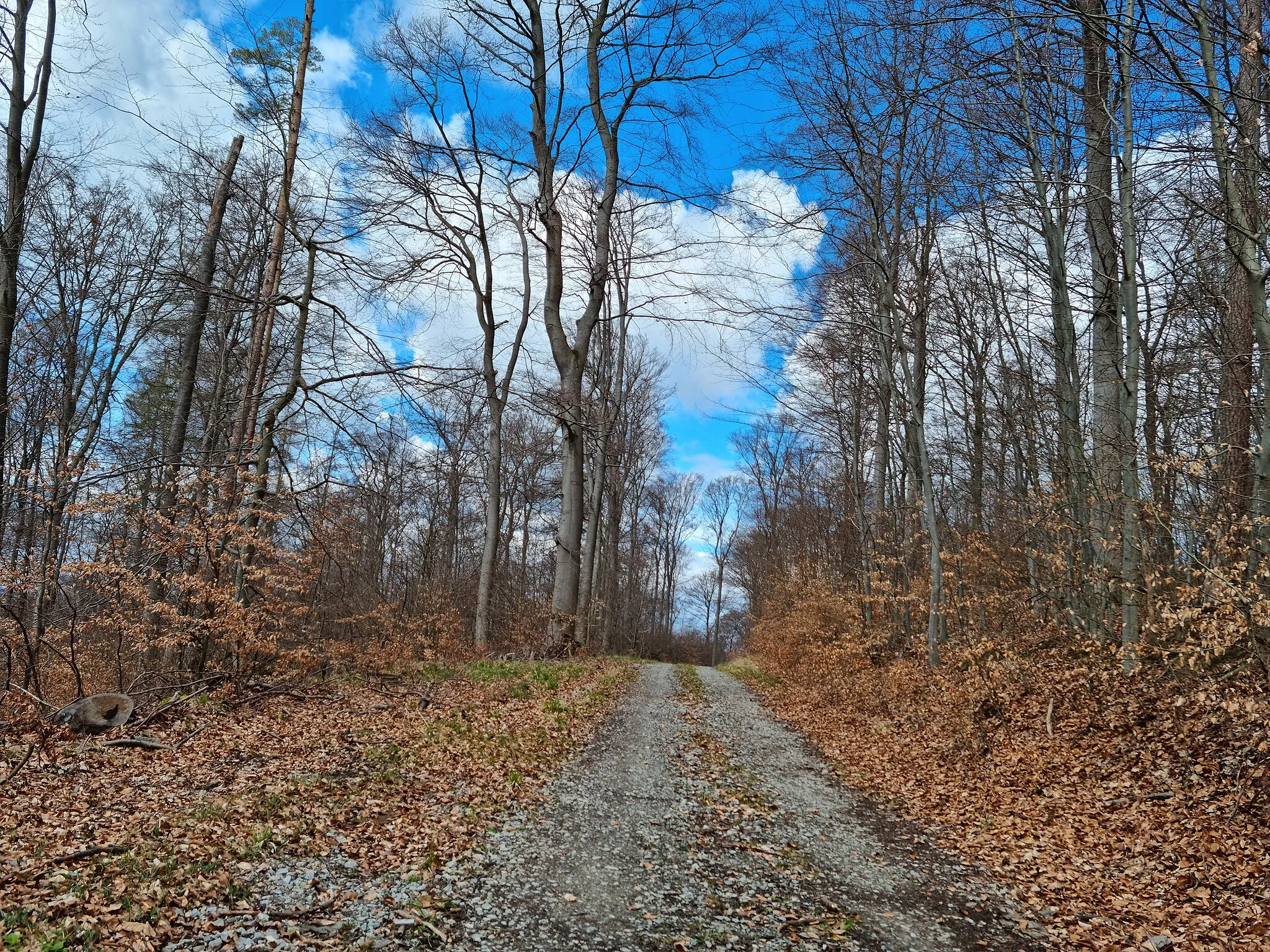 Photo showing: Waldweg vom Grillplatz von Zwergen bis zur L3213