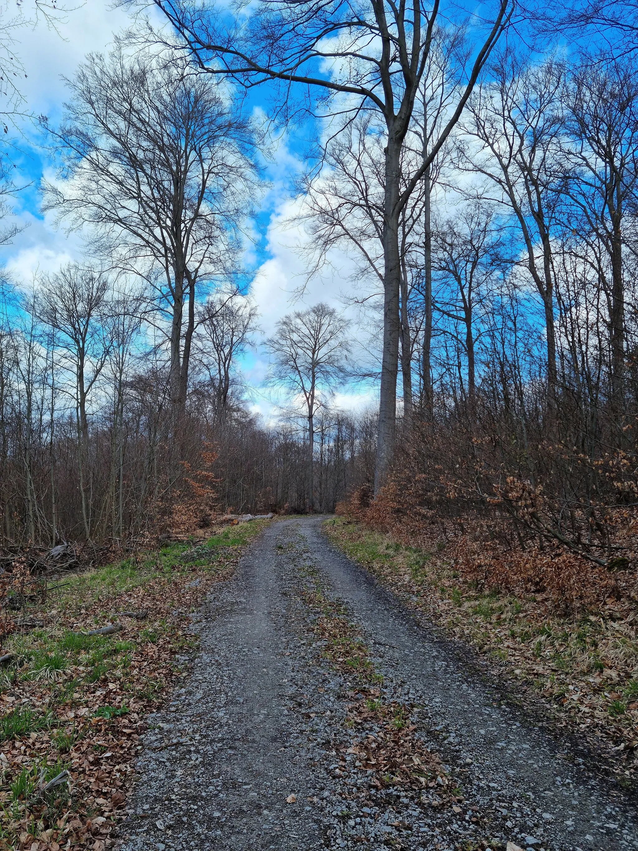 Photo showing: Waldweg vom Grillplatz von Zwergen bis zur L3213