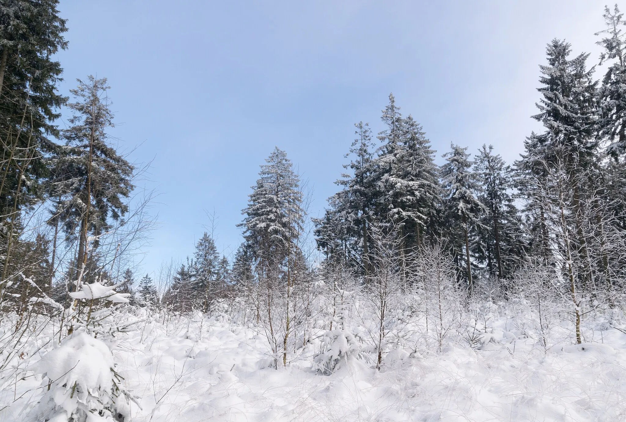 Photo showing: Winterlicher Eggeweg am Rehberg, Naturschutzgebiet Egge-Nord, Altenbeken, Kreis Paderborn