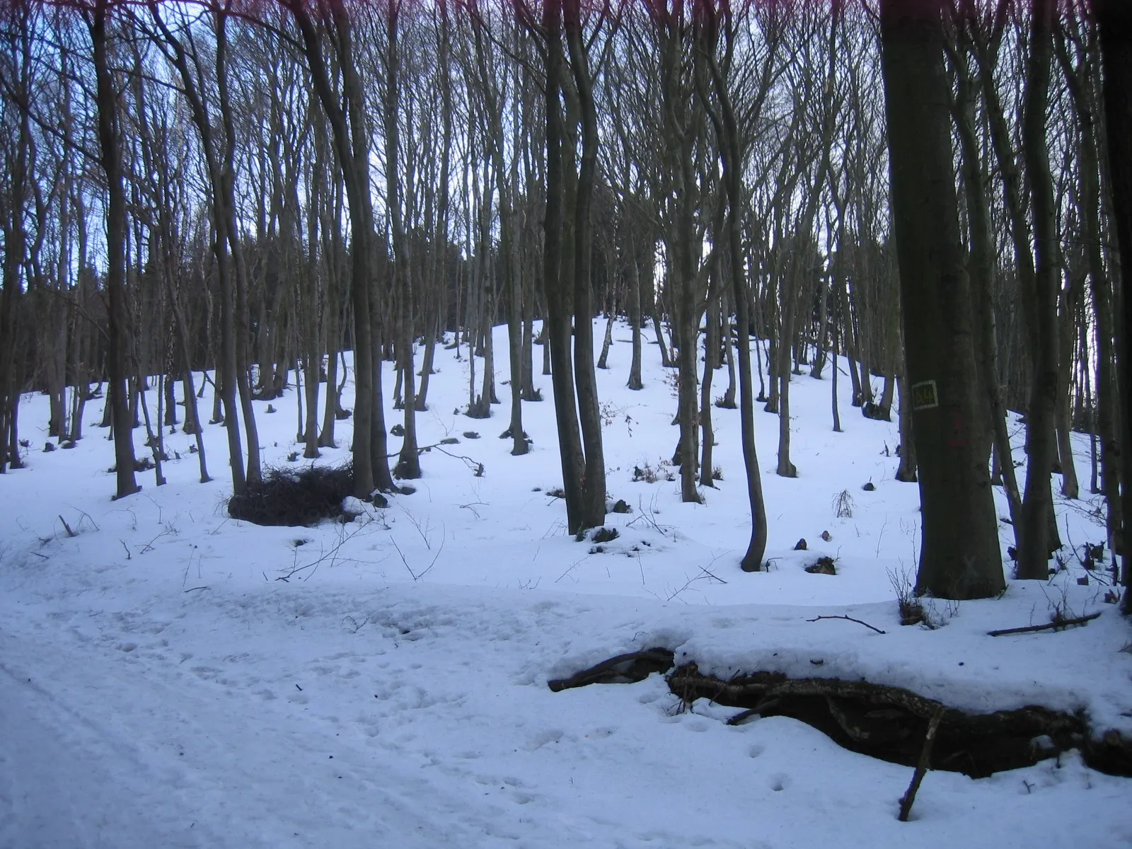 Photo showing: At Wittekind hiking trail at Wiehen Hills between Rödinghausen (District of  Herford) and Lübbecke (District of Minden-Lübbecke), North Rhine-Westphalia, Germany.