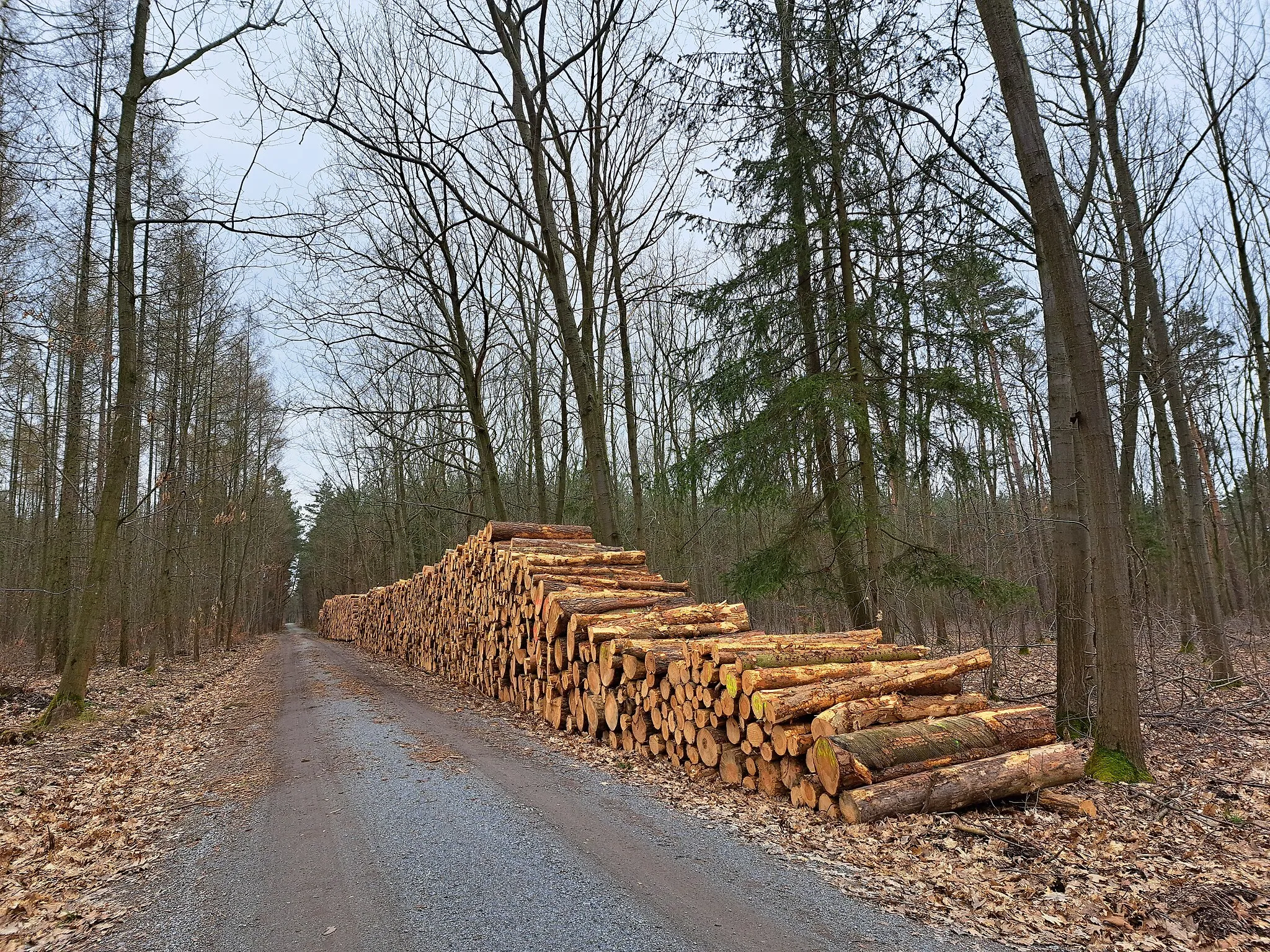 Photo showing: Die 1547 erstmals urkundlich erwähnte Langebrücker Hofewiese, ob ihrer Größe von knapp 50 Hektar auch als die Hofewiese bezeichnet, liegt zwischen der Heidemühle und Langebrück, vollständig von Wald umschlossen.  Waldweg zur Hofewiese