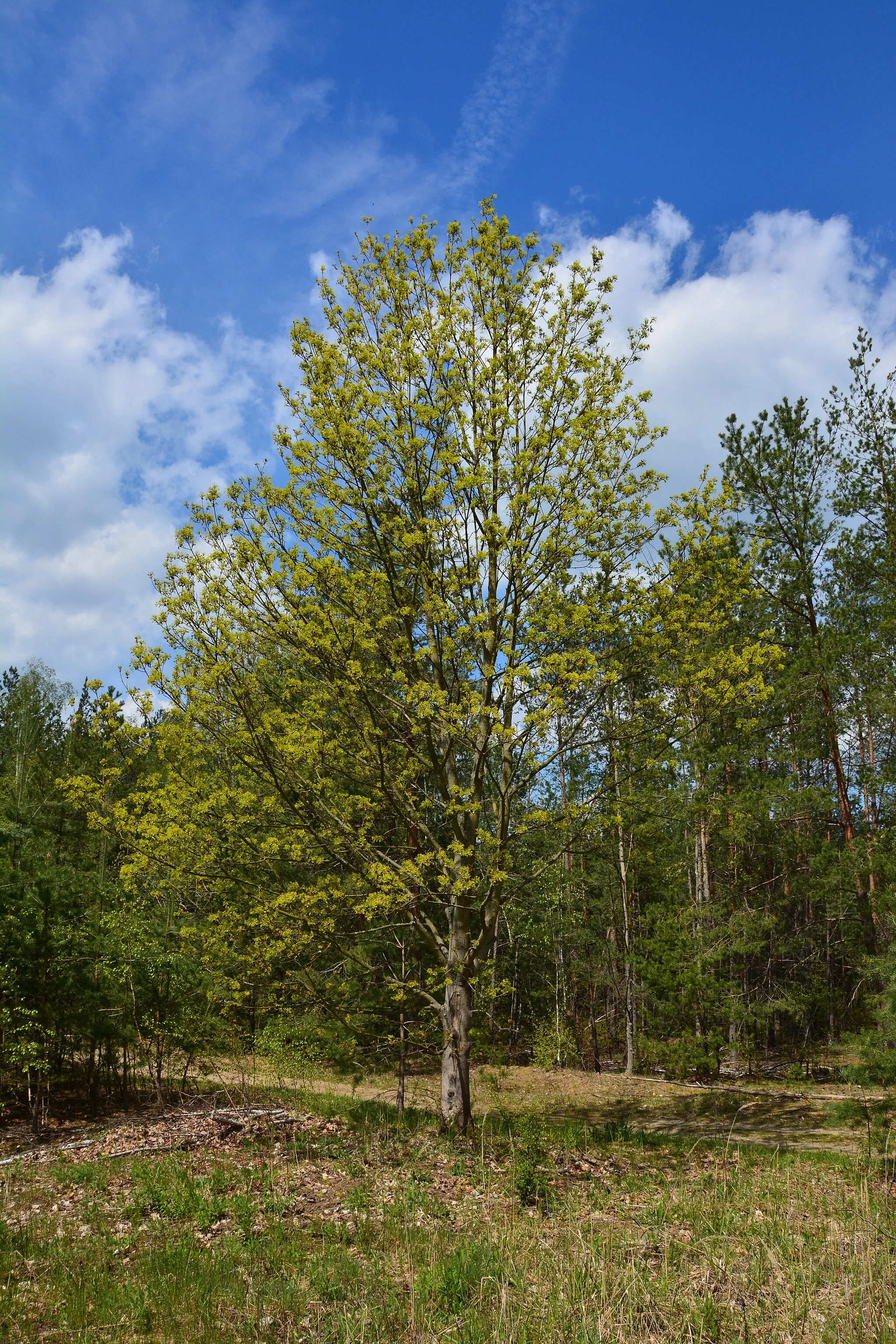 Photo showing: Ein Spitzahorn (acer platanoides) im Frühling, aufgenommen im nördlichen Teil der Dresdner Heide, in Sachsen