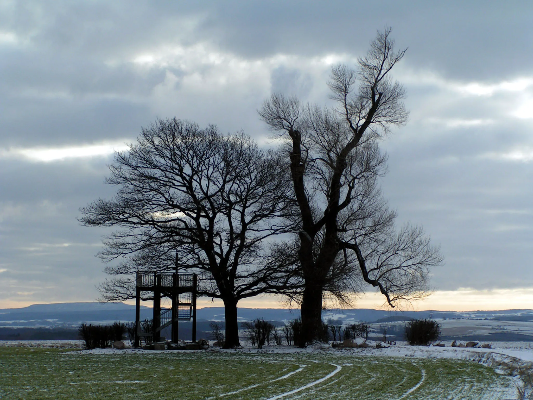 Photo showing: The tree "Babisnauer Pappel" near Dresden, Saxony, Germany