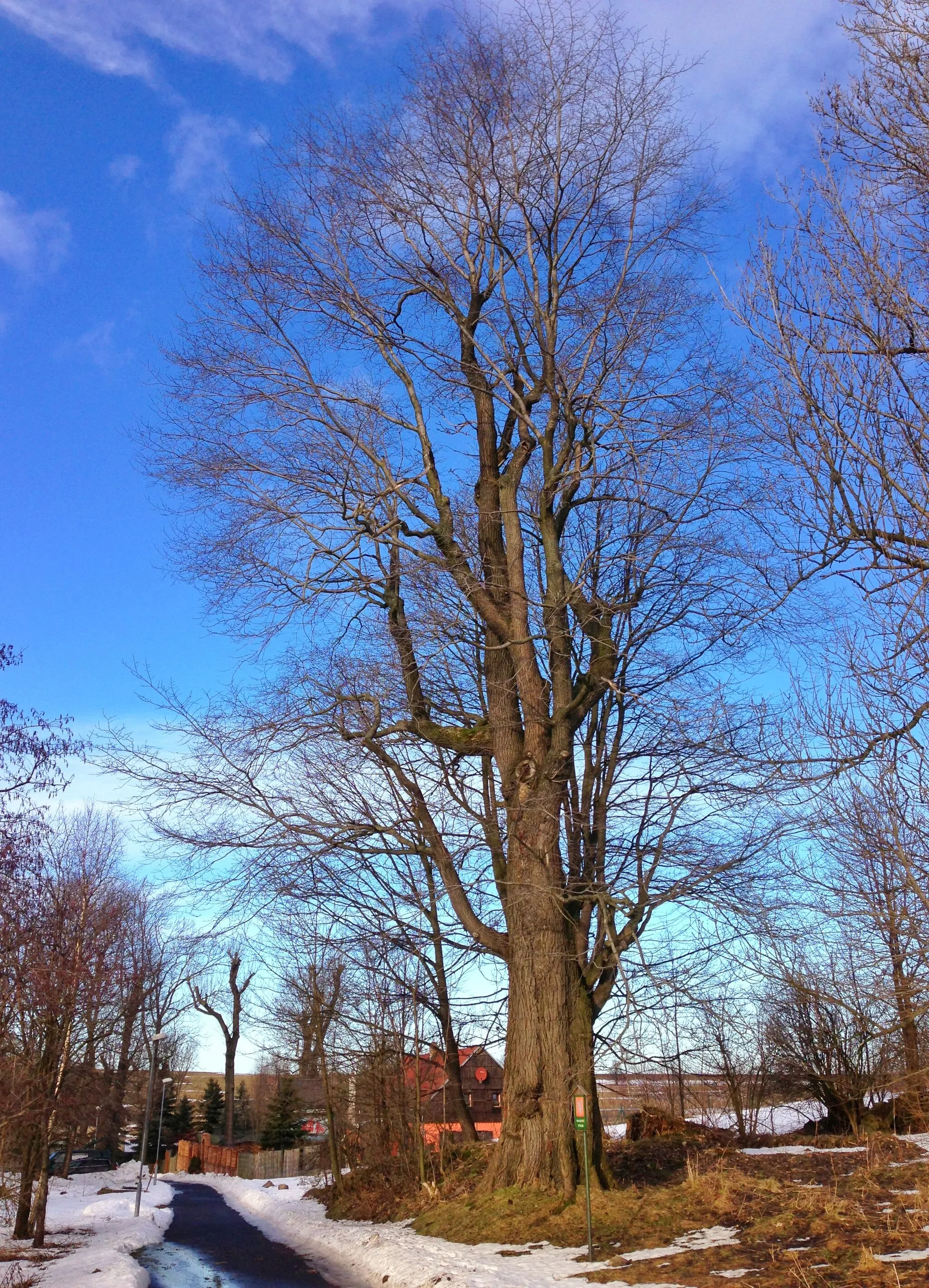 Photo showing: Ulmus glabra, a memorable tree in Krásný Les at Ore Mountains