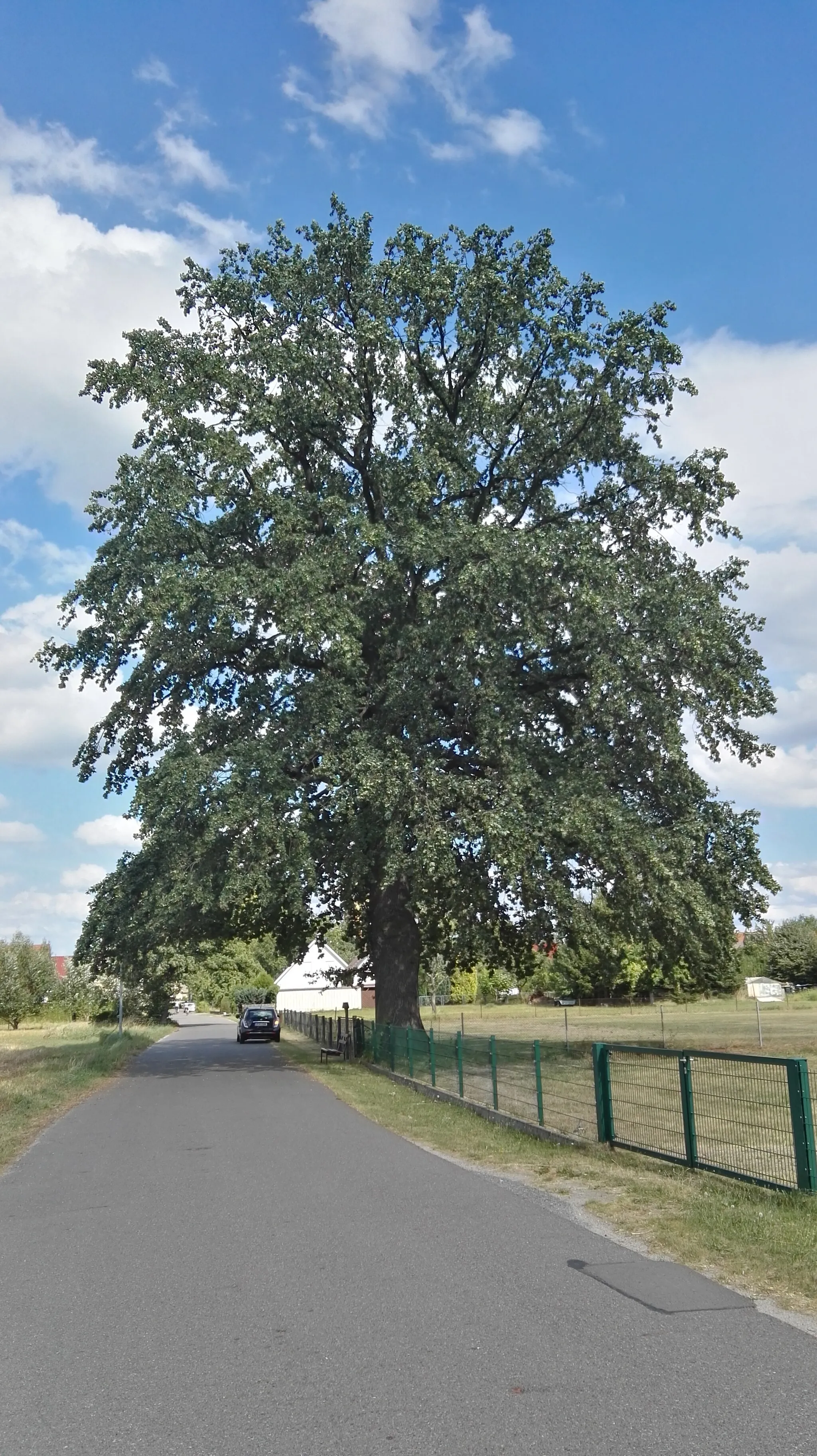 Photo showing: als Naturdenkmal (1108-3) geschützte Stieleiche in der Dorfstraße in Kroppen