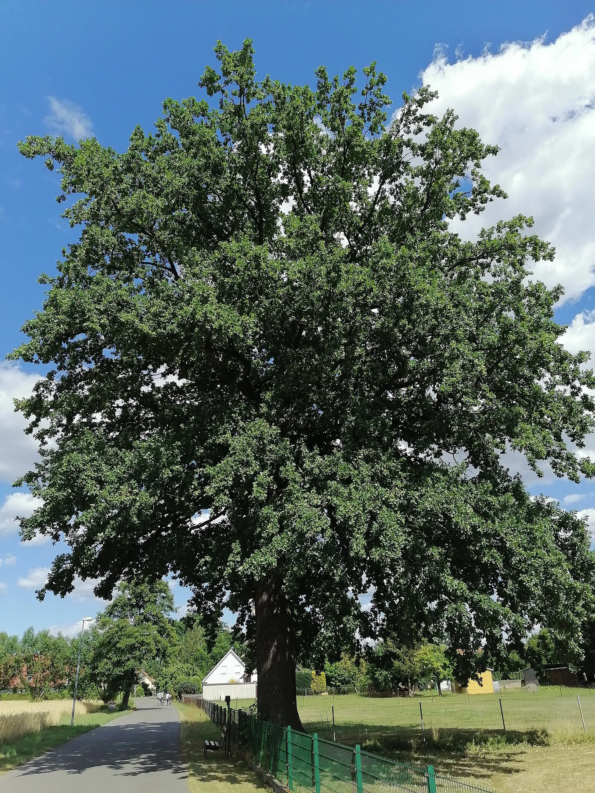 Photo showing: Kroppen, Dorfstraße ostwärts, Stieleiche (Naturdenkmal), Sommer 2022