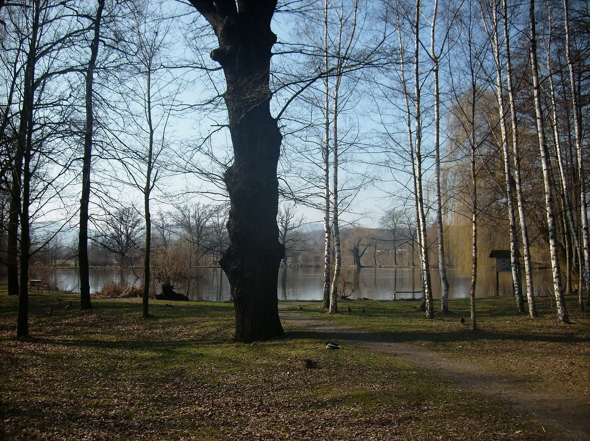 Photo showing: Pethau Pond in Zittau (Görlitz district, Saxony)