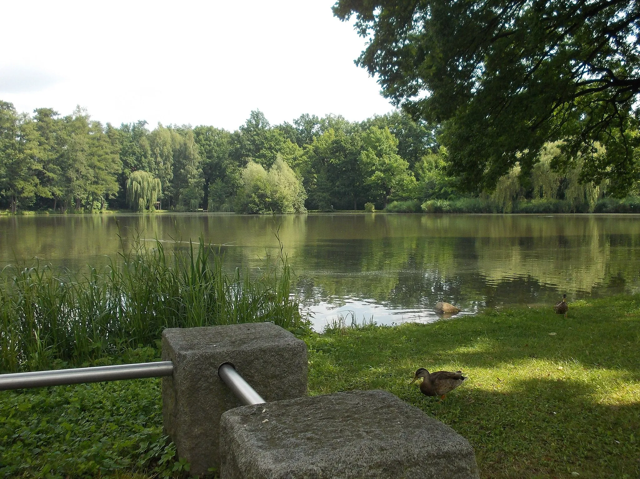 Photo showing: Pethau pond in the West Park of Zittau (Görlitz district, Saxony)