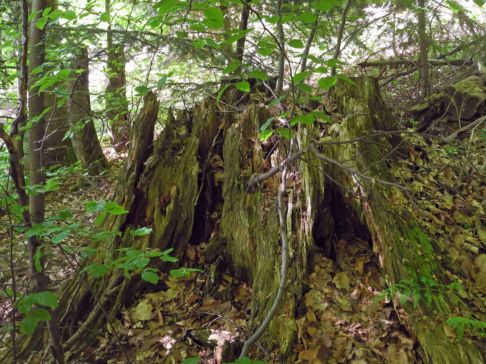 Photo showing: Naturschutzgebiet „Hofehübel“ in Bärenfels im Osterzgebirge (Sachsen): Stubben der Krutzsch-Tanne, im Winter 1955/56 erfroren, benannt nach dem Oberforstmeister Hermann Krutzsch (1886–1952)