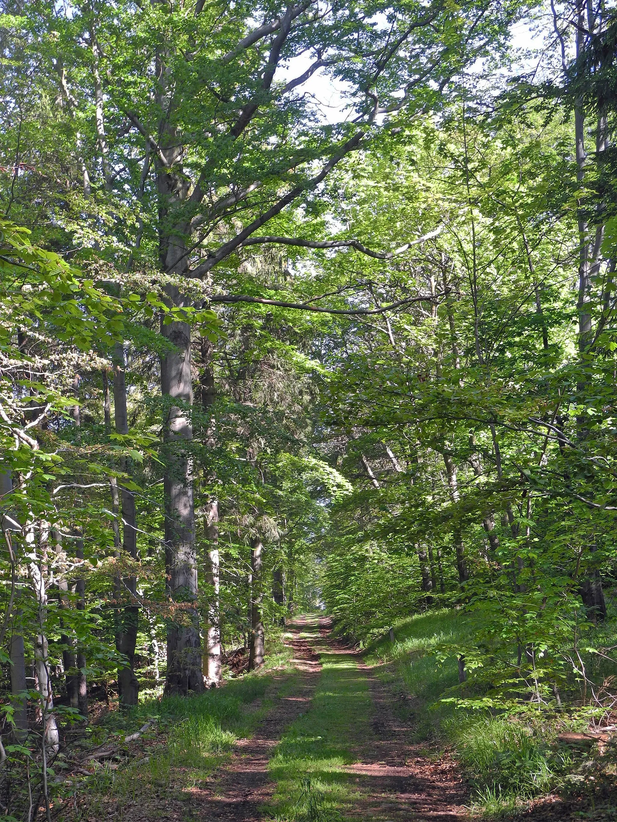 Photo showing: Naturschutzgebiet „Hofehübel“ in Bärenfels im Osterzgebirge (Sachsen): Waldschneise über den Hofehübel (Teil der Sachgesamtheit Forsthaus Bärenfels)