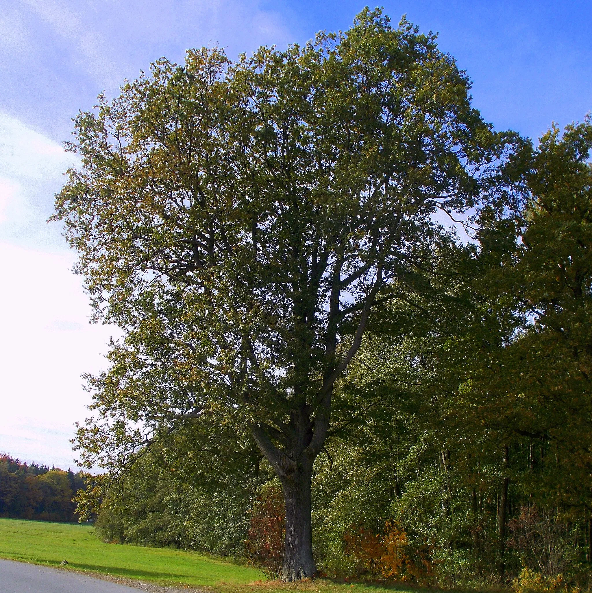 Photo showing: Adlerstamm am Rastplatz Holzweg bei Rammenau