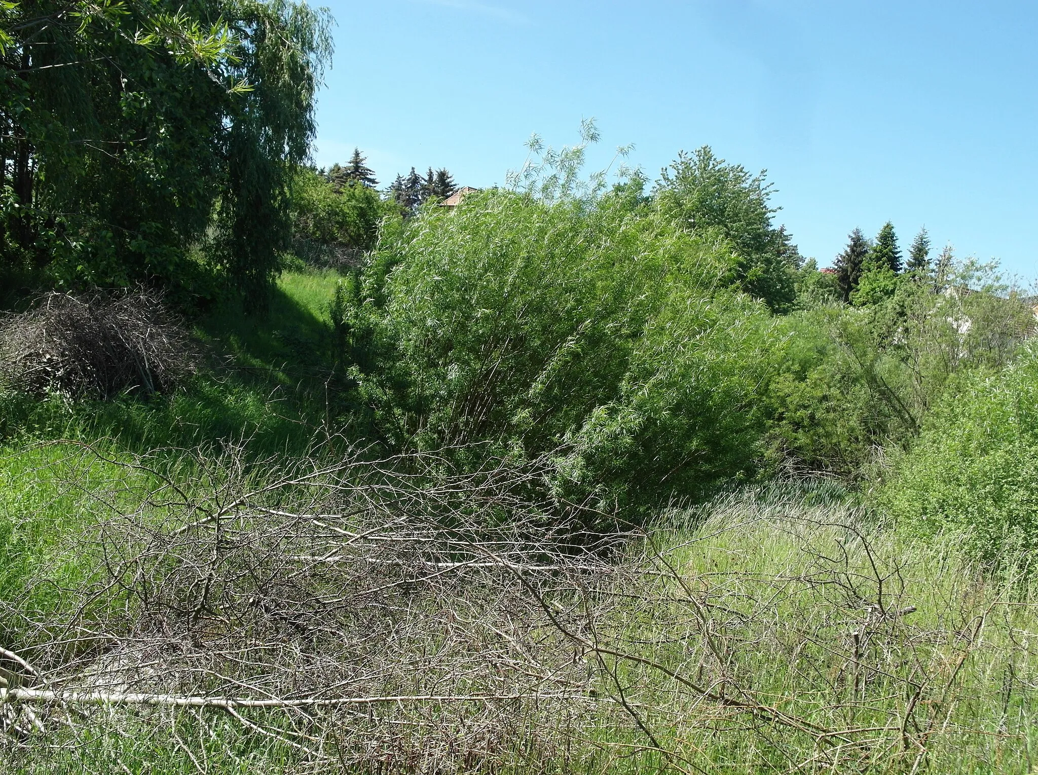 Photo showing: 20.05.2018  01728  Hänichen (Bannewitz): Teich am Oberlauf des Geberbaches (GMP: 50.976474,13.724505) gegenüber Bruno-Philipp-Straße 11. Sicht von Südosten.                                                                                                   [SAM6260.JPG]20180520100DR.JPG(c)Blobelt