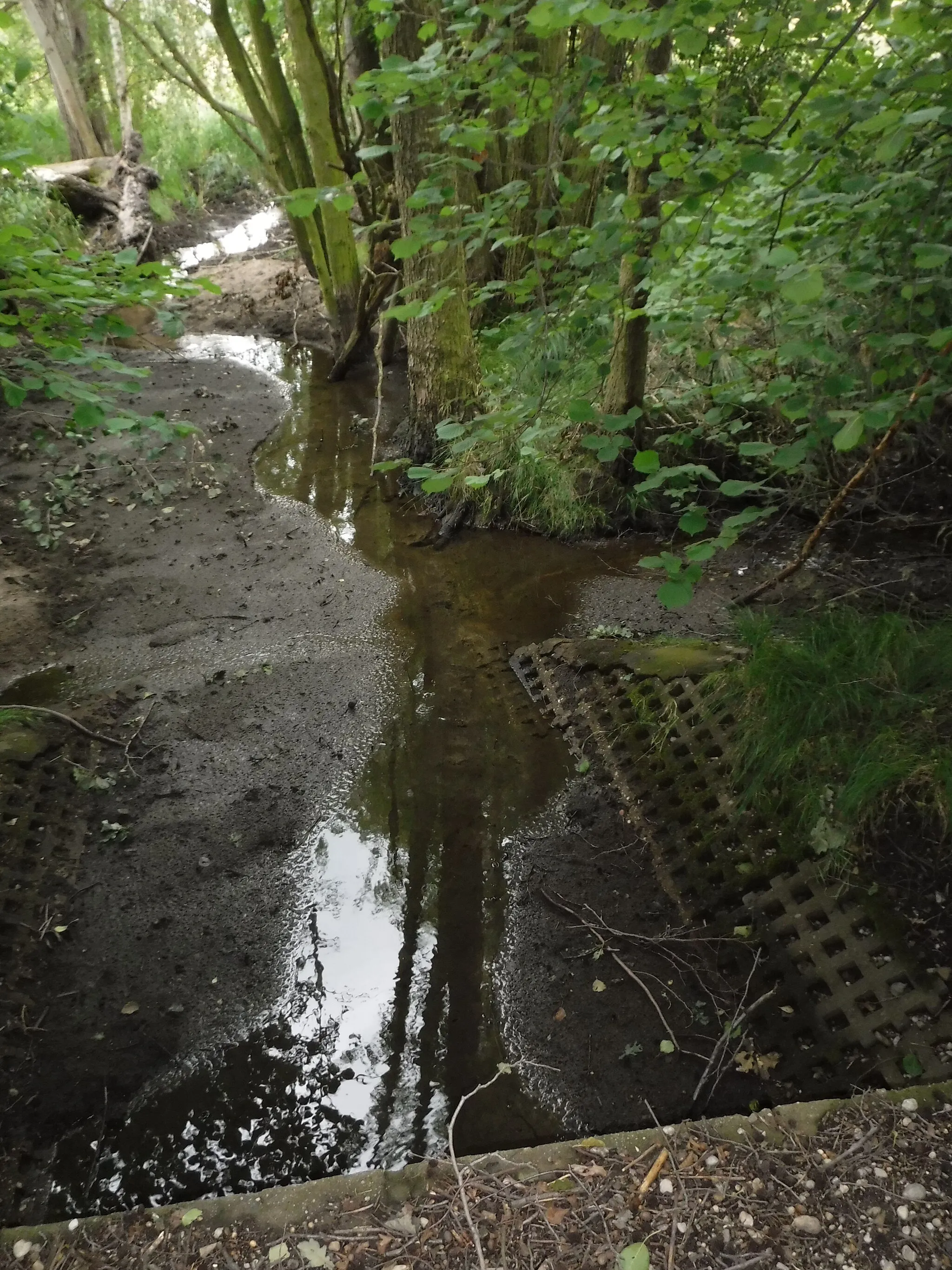 Photo showing: Heidewiesenbach, nachdem er den Mittelteich im Zschornaer Teichgebiet verlassen hat