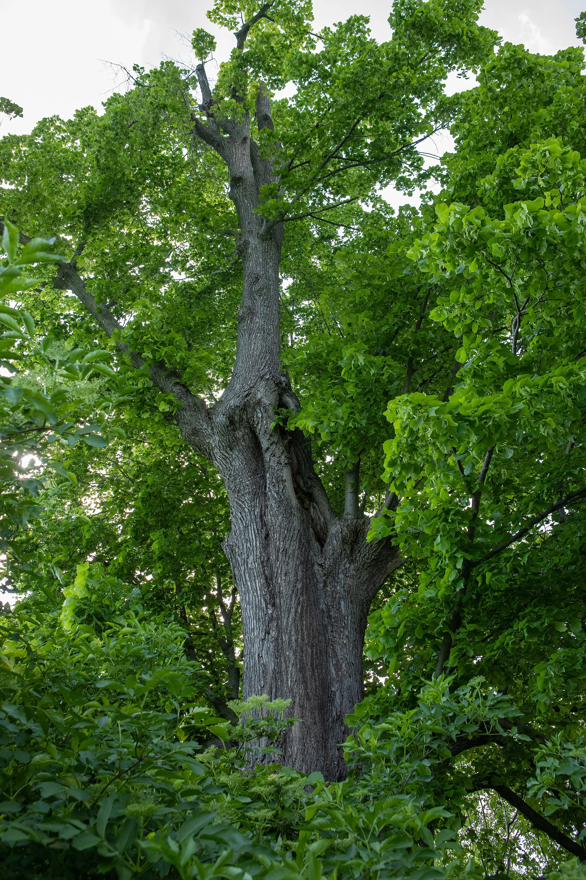 Photo showing: Sommerlinde bei Zethau Juni 2021