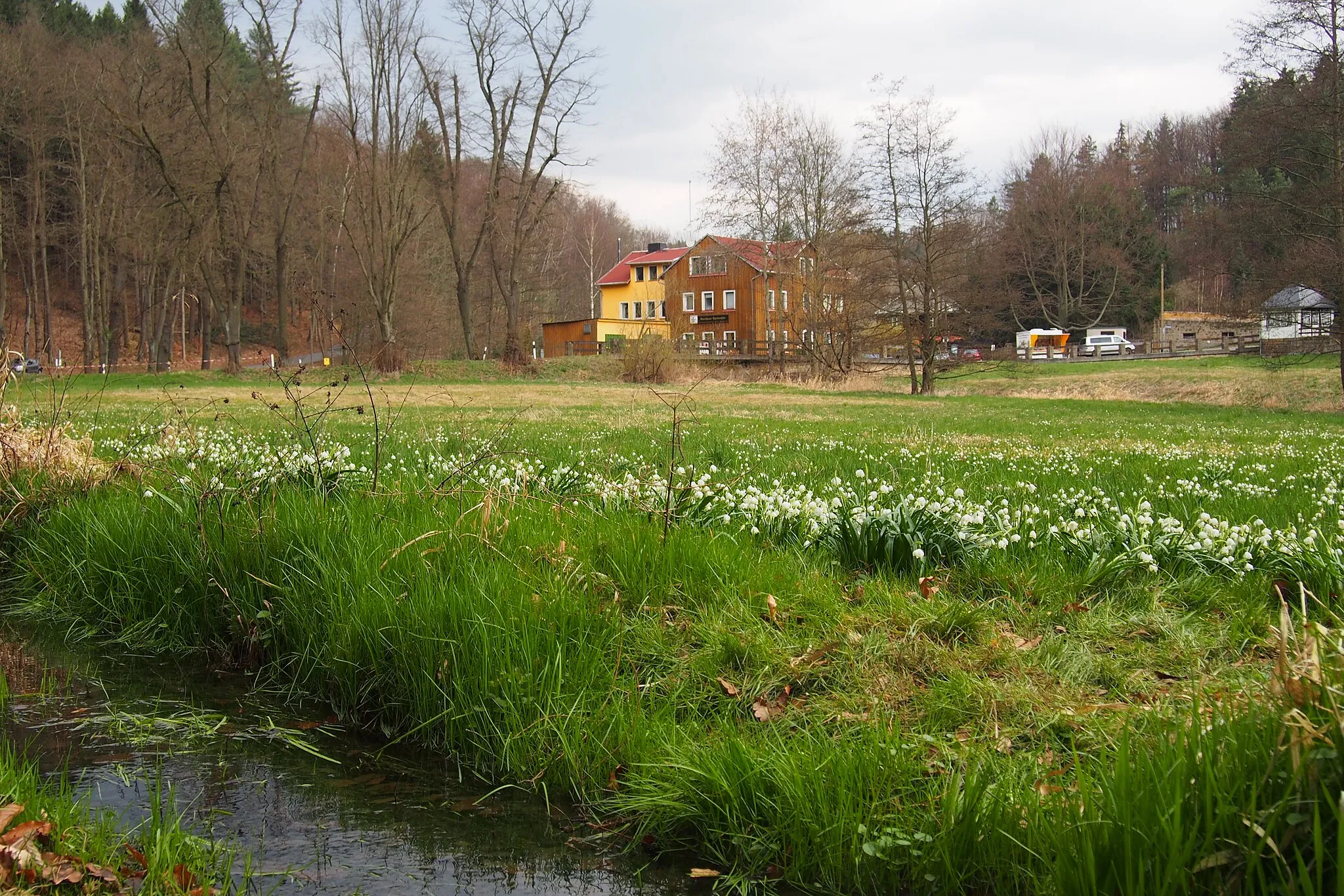 Photo showing: Naturschutzgebiet Märzenbecherwiesen an der Bockmühle im Polenztal in der Sächsischen Schweiz