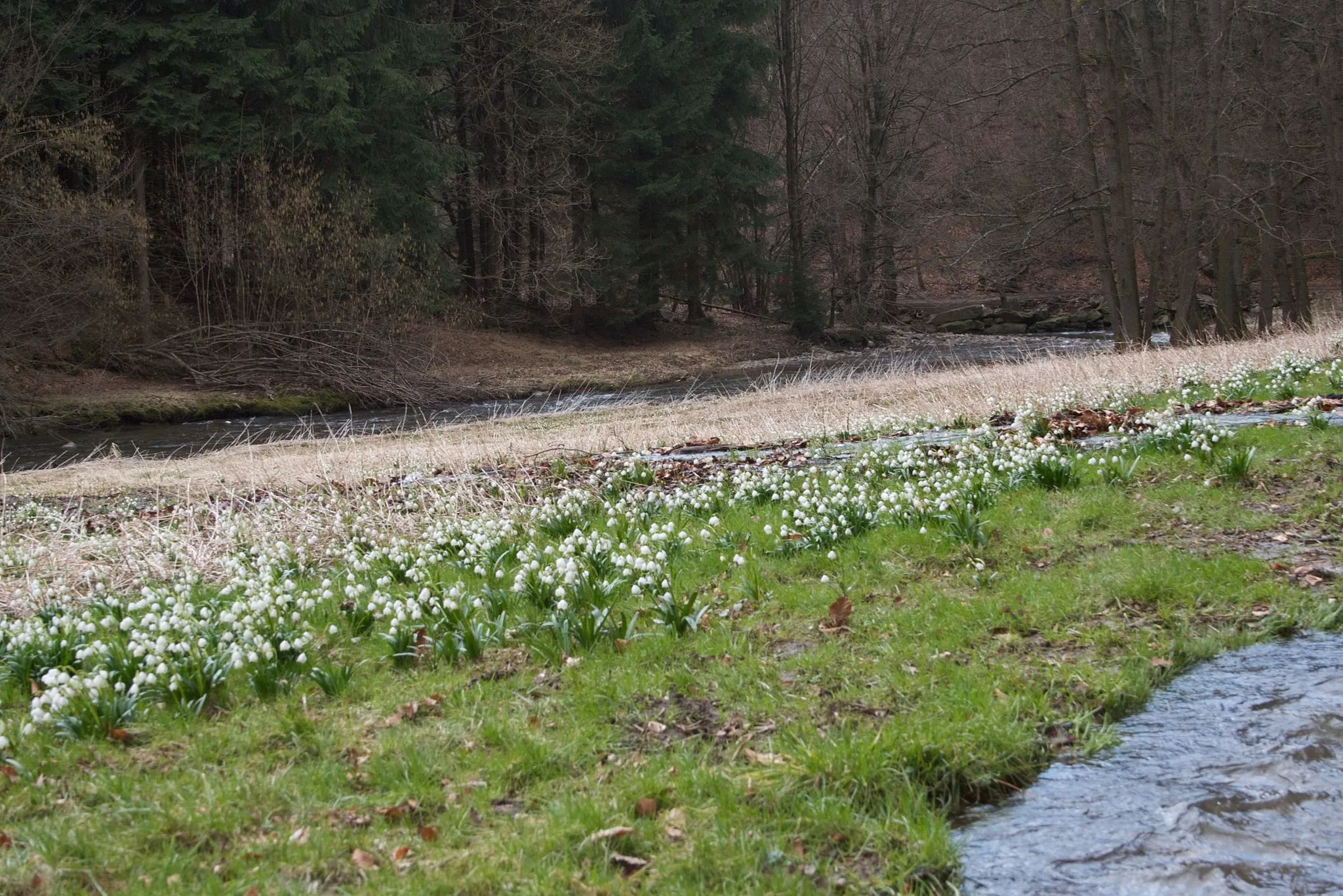Photo showing: spring snowflake meadows Polenztal
