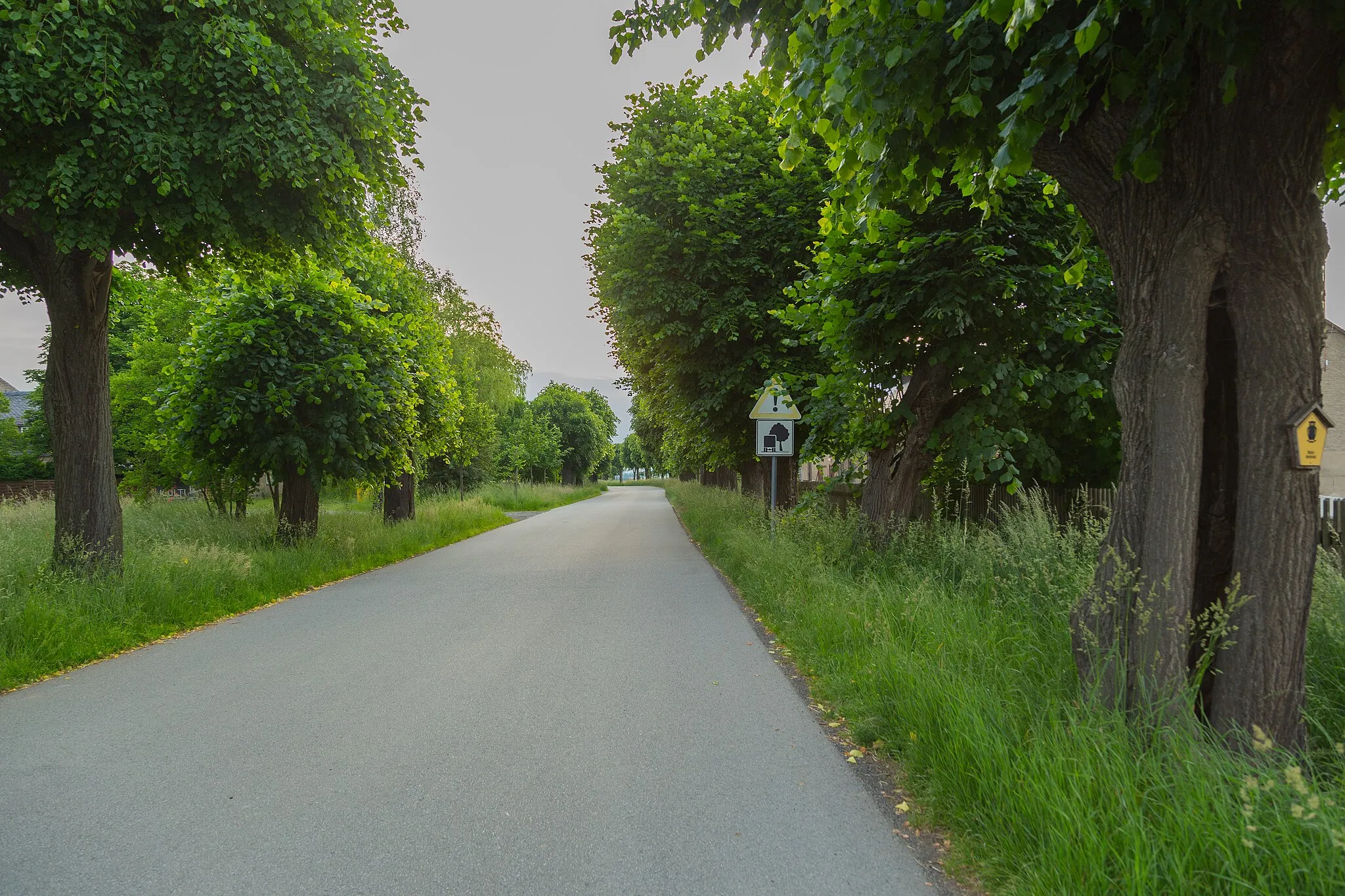 Photo showing: Lime Tree Avenue (Lindenallee) in Großhennersdorf, district of Herrnhut, Landkreis Görlitz, Saxony, Germany. The avenue is a designated natural monument.