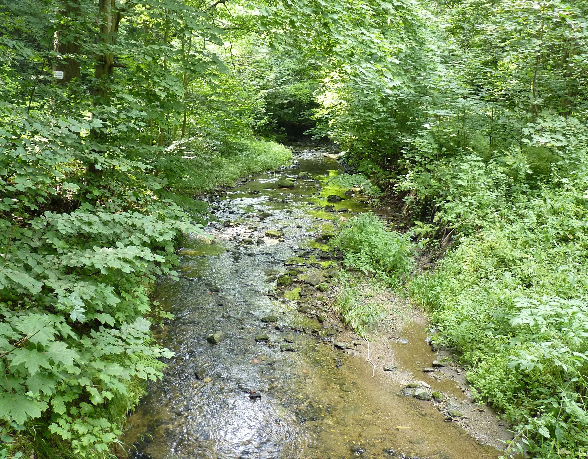 Photo showing: Der Kemmlitzbach bei Schlegel und Rosenthal.