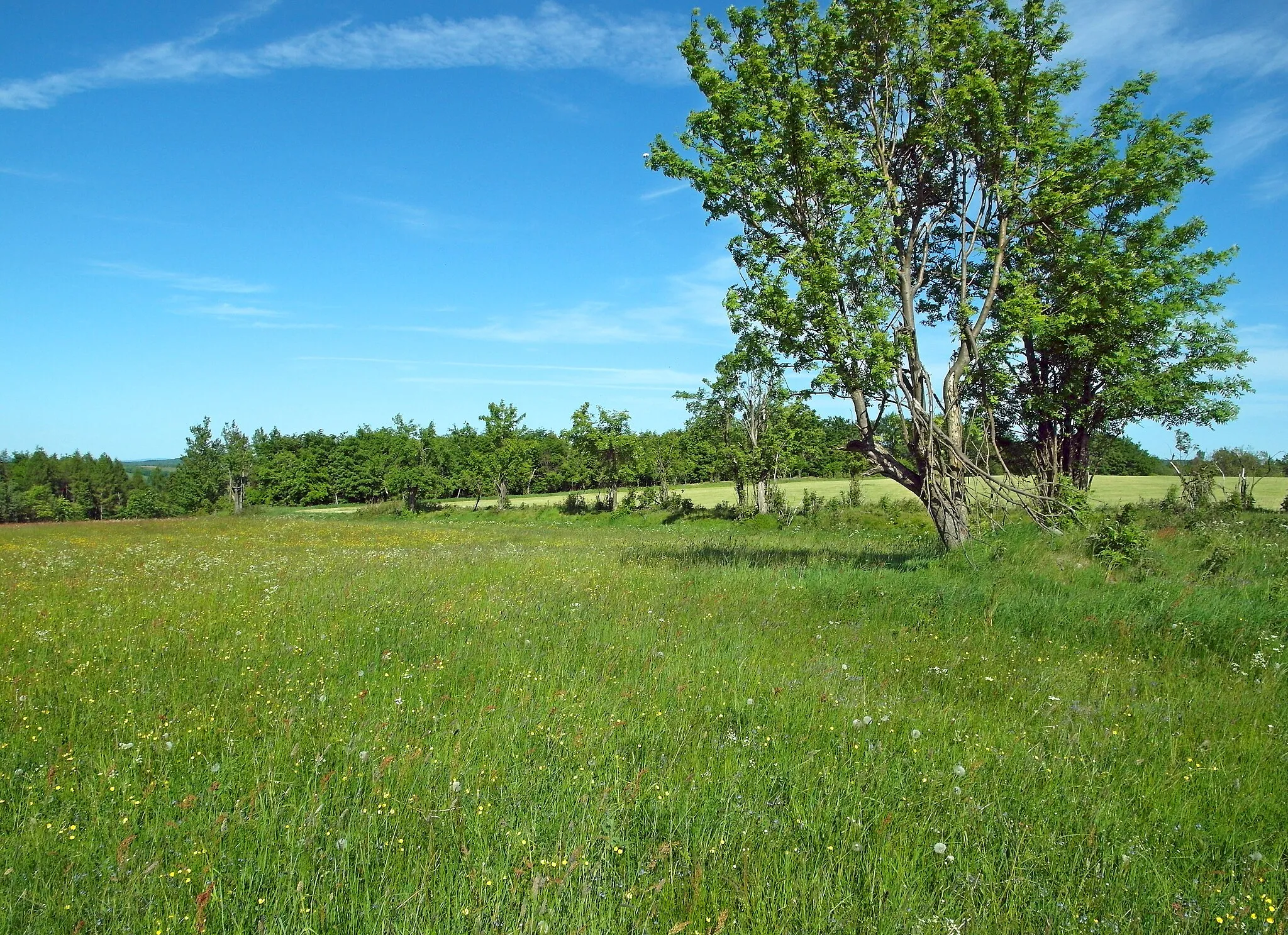 Photo showing: 03.06.2023   01778  Löwenhain (Altenberg): Bergwiese / Wildblumenwiese (GMP: 50.760434,13.835880) am nördlichen Rande des Naturschutzgebietes "Grenzwiesen Fürstenau, Hüttenteich und Pfarrwasser" [Quelle: www.bergwiesen-osterzgebirge.de].                                                                                                                                 [SAM0151.JPG]20230603150DR.JPG(c)Blobelt