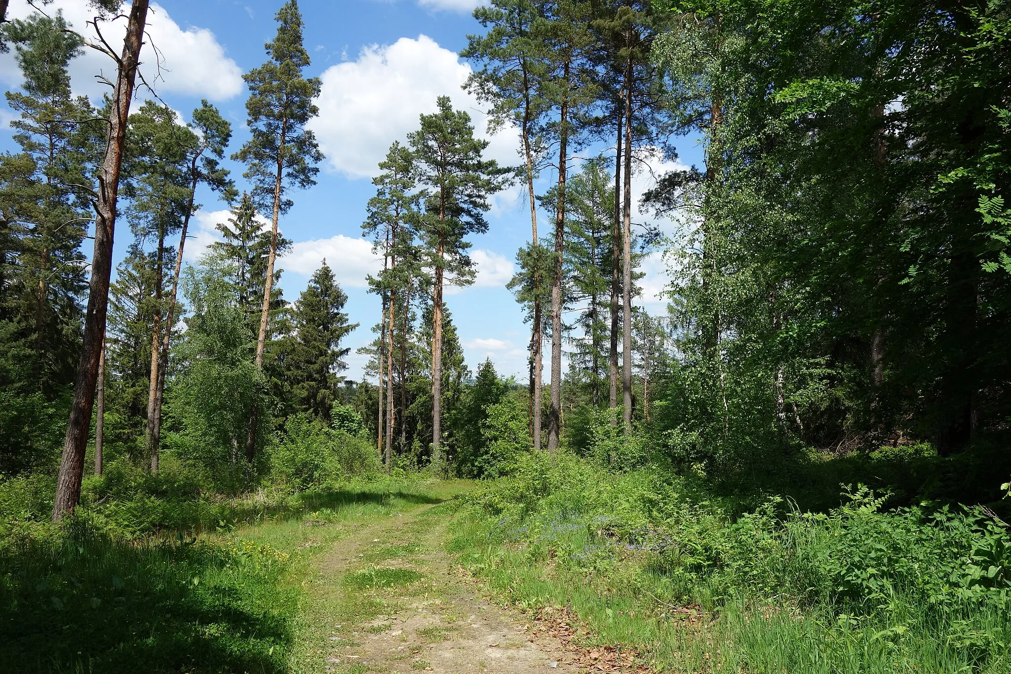 Photo showing: Sächsische Schweiz.Papststein: Landschaftsschutzgebiet Sächsische Schweiz 11800 WDPA ID. Der Papststein (451 m) ist ein Tafelberg in der linkselbischen Sächsischen Schweiz in Sachsen. Er befindet sich etwa vier Kilometer südöstlich von Königstein und etwa drei Kilometer südlich von Bad Schandau inmitten einer Hochebene (Ebenheit), welche noch durch weitere, gleichartige Felsberge dominiert wird. Umliegende Berge sind der Gohrisch, der Kleinhennersdorfer Stein und die Lasensteine. Touristisch wird diese Mikroregion in der Sächsischen Schweiz oft auch als das Gebiet der Steine benannt. Weg zum Papststein