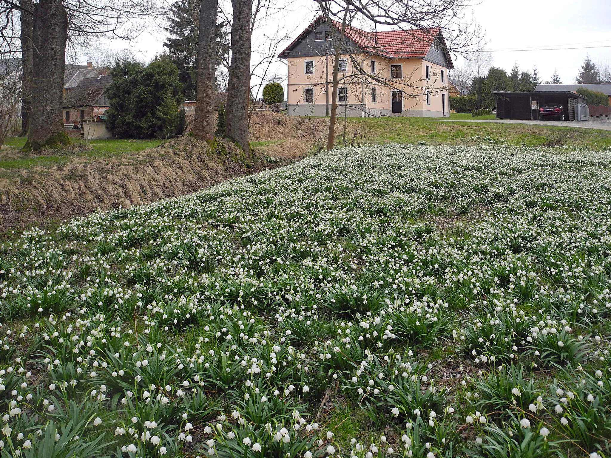 Photo showing: Blühende Märzenbecherwiese am Langenwolmsdorfer Bach in Langenwolmsdorf, Hauptstr. 100-102.