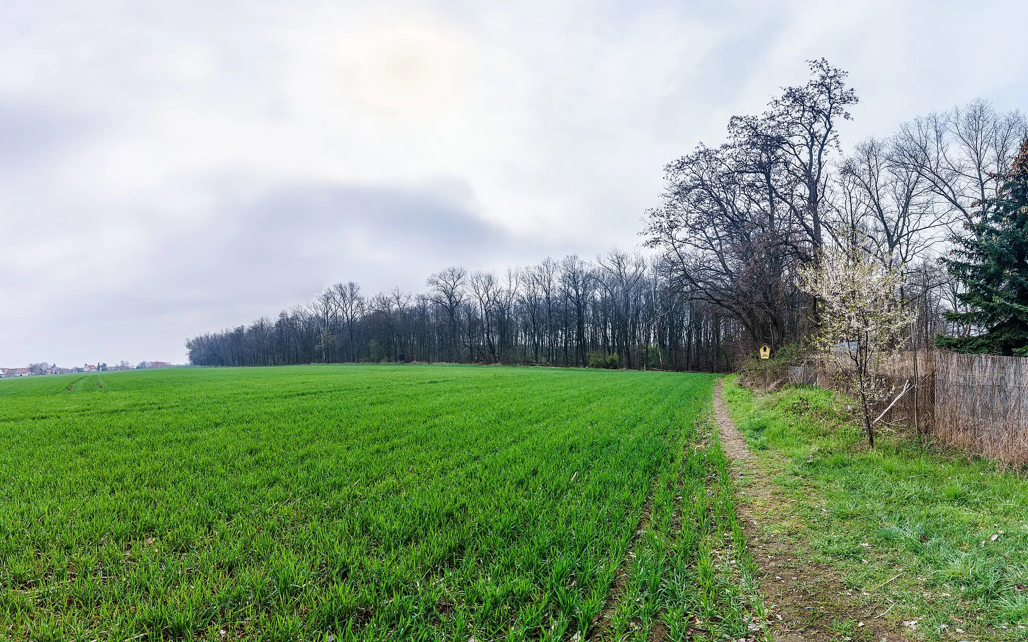 Photo showing: Reußener Wäldchen in Strehla OT Unterreußen. Flächenhaftes Naturdenkmal  RG 003