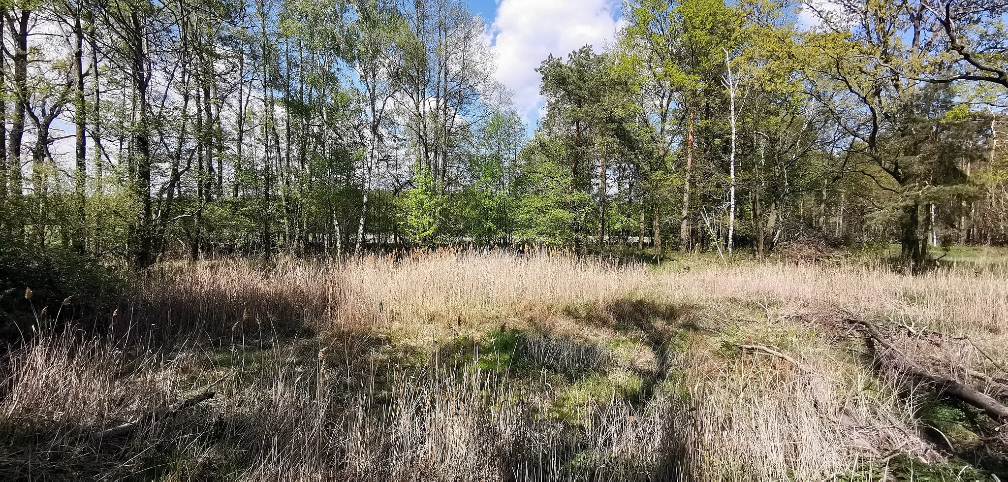 Photo showing: Flächennaturdenkmal Molkenborn Stölpchen im FFH-Gebiet Molkenbornteiche Stölpchen und im Vogelschutzgebiet Teiche bei Zschorna