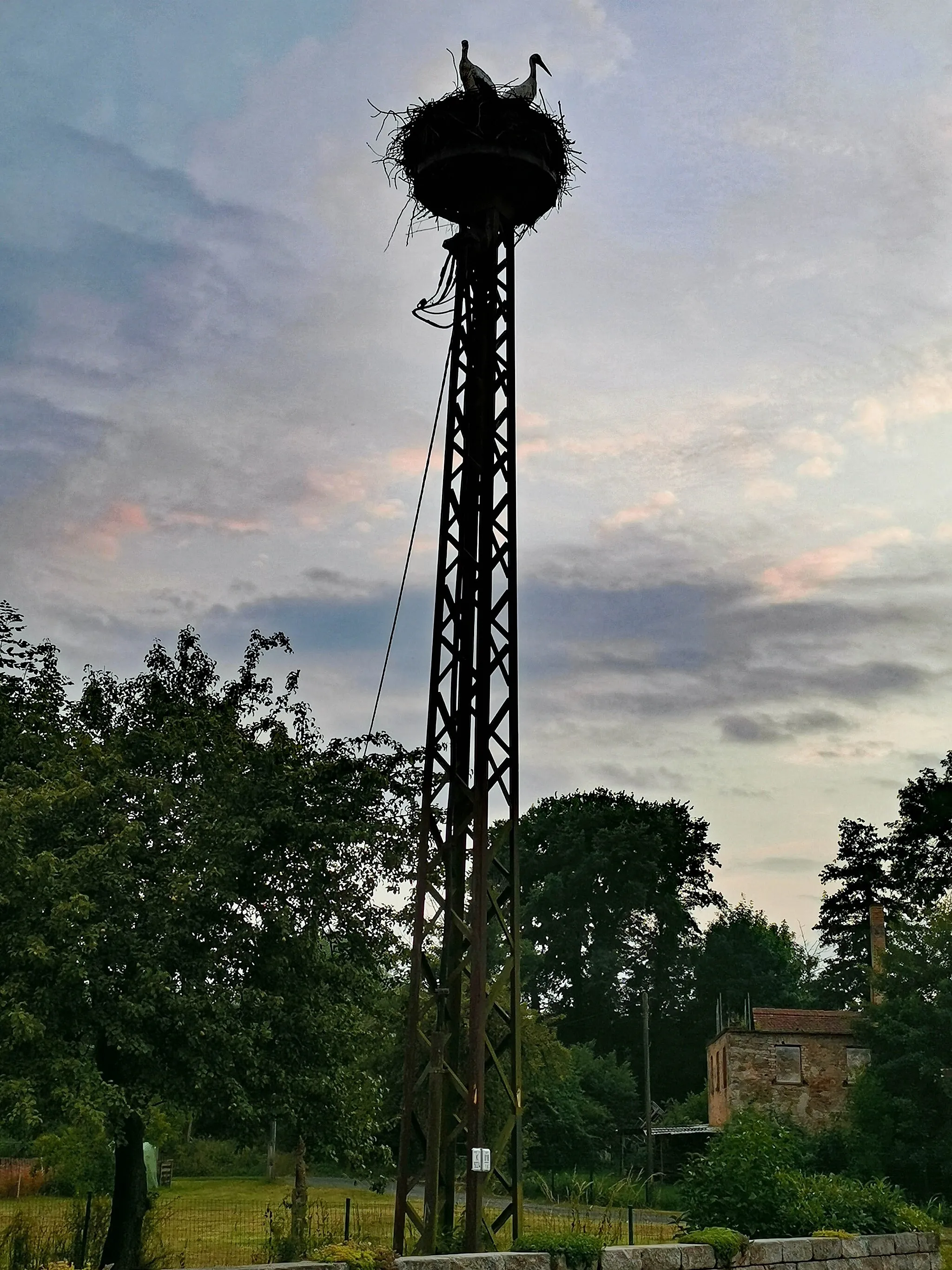 Photo showing: White storks in Milstrich (Oßling, Saxony, Germany)