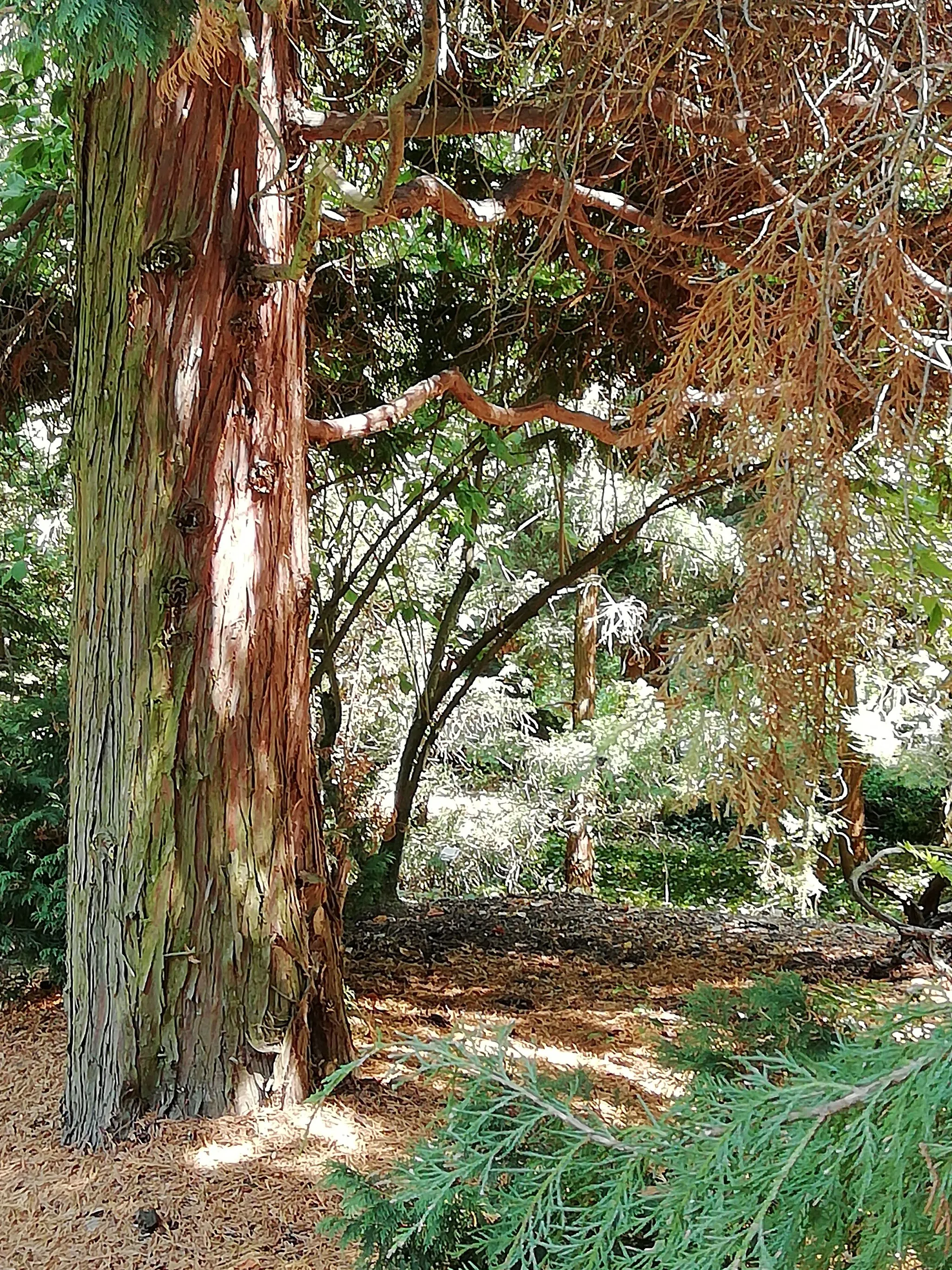 Photo showing: Lawsons Scheinzypresse [Chamaecyparis lawsoniana (A. Murr.) Parl.] N-Amerika