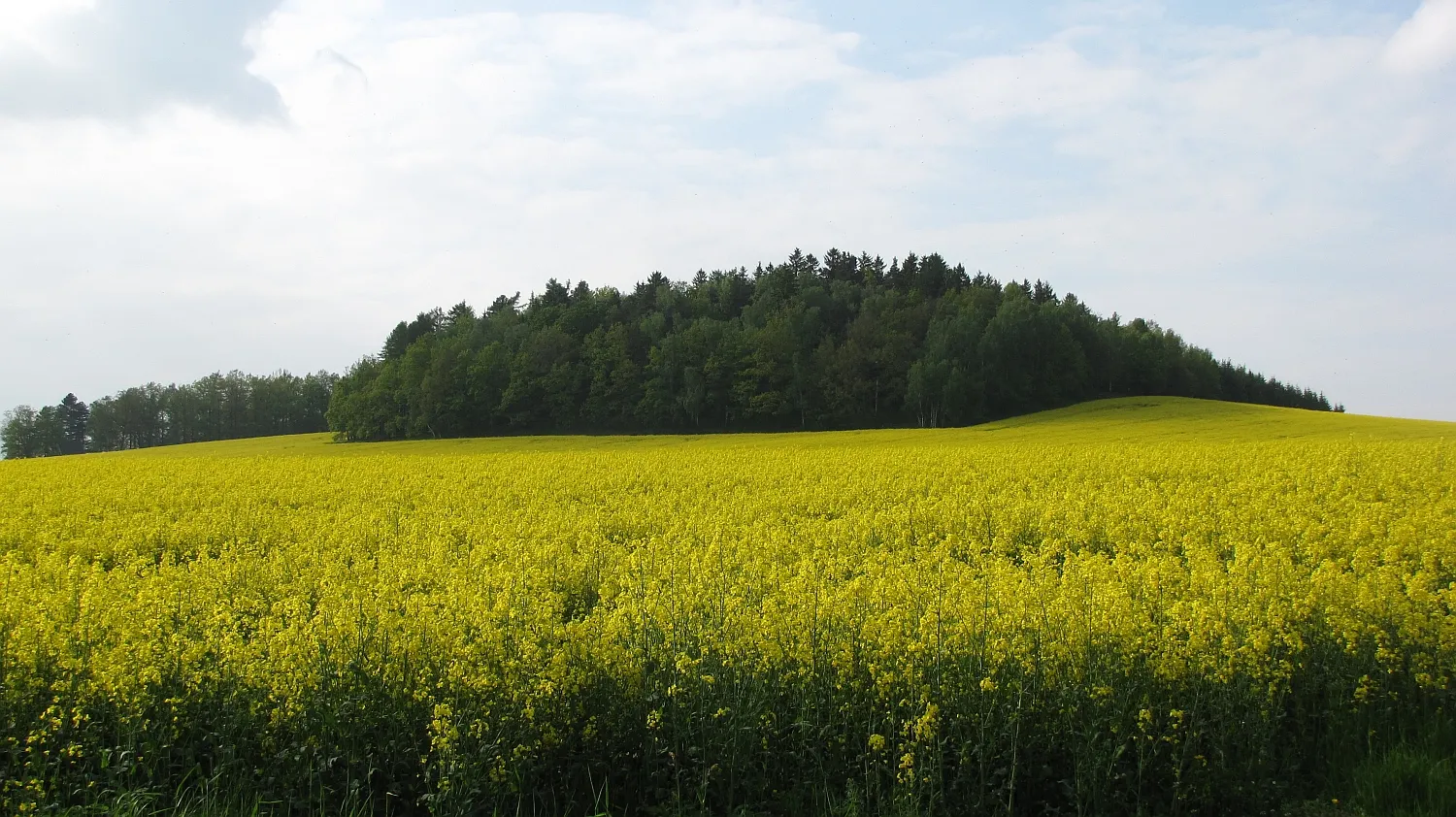 Photo showing: Hänscheberg near Neusalza-Spremberg, Saxony