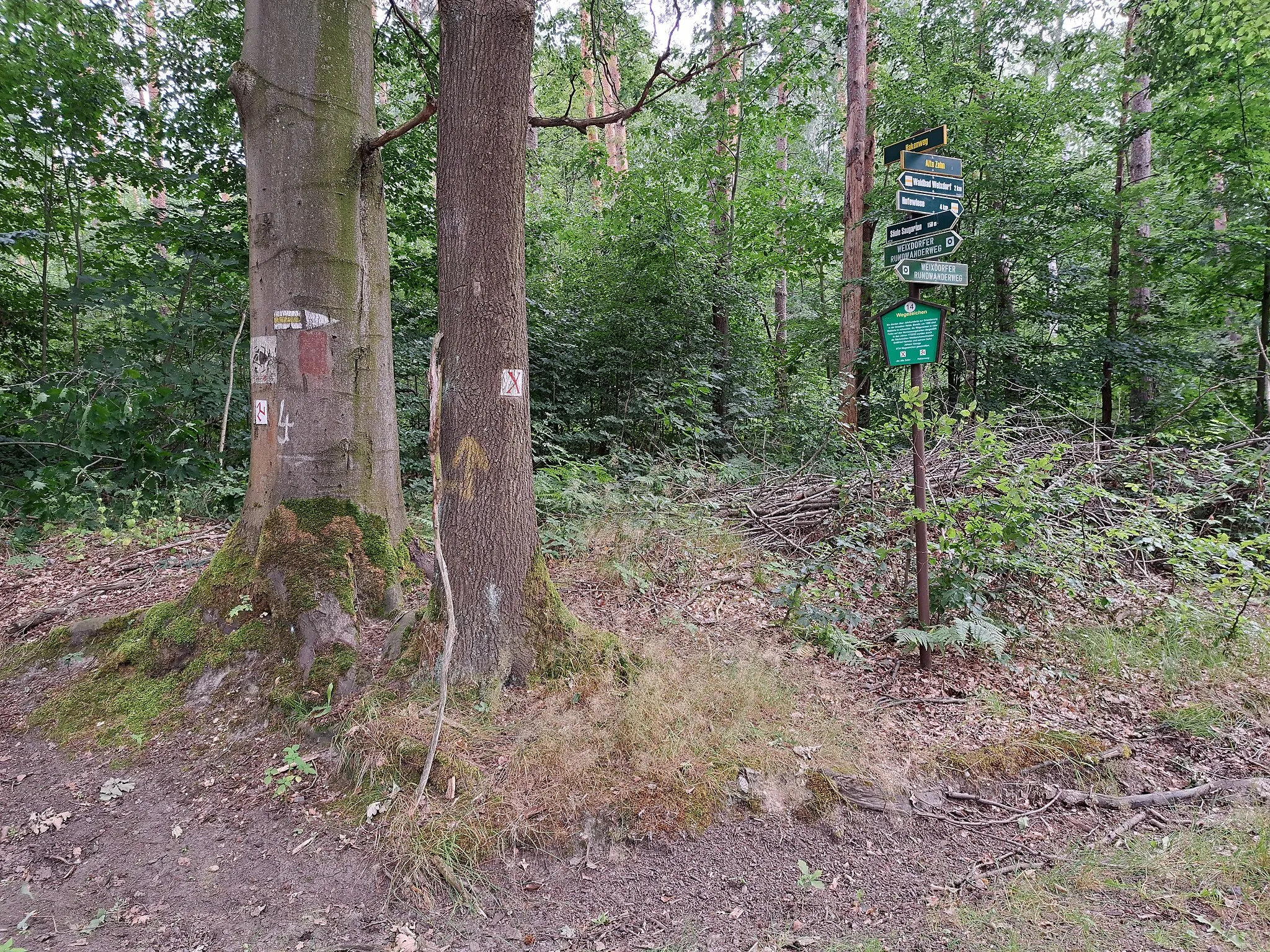 Photo showing: Dresden: Heide bei Langebrück