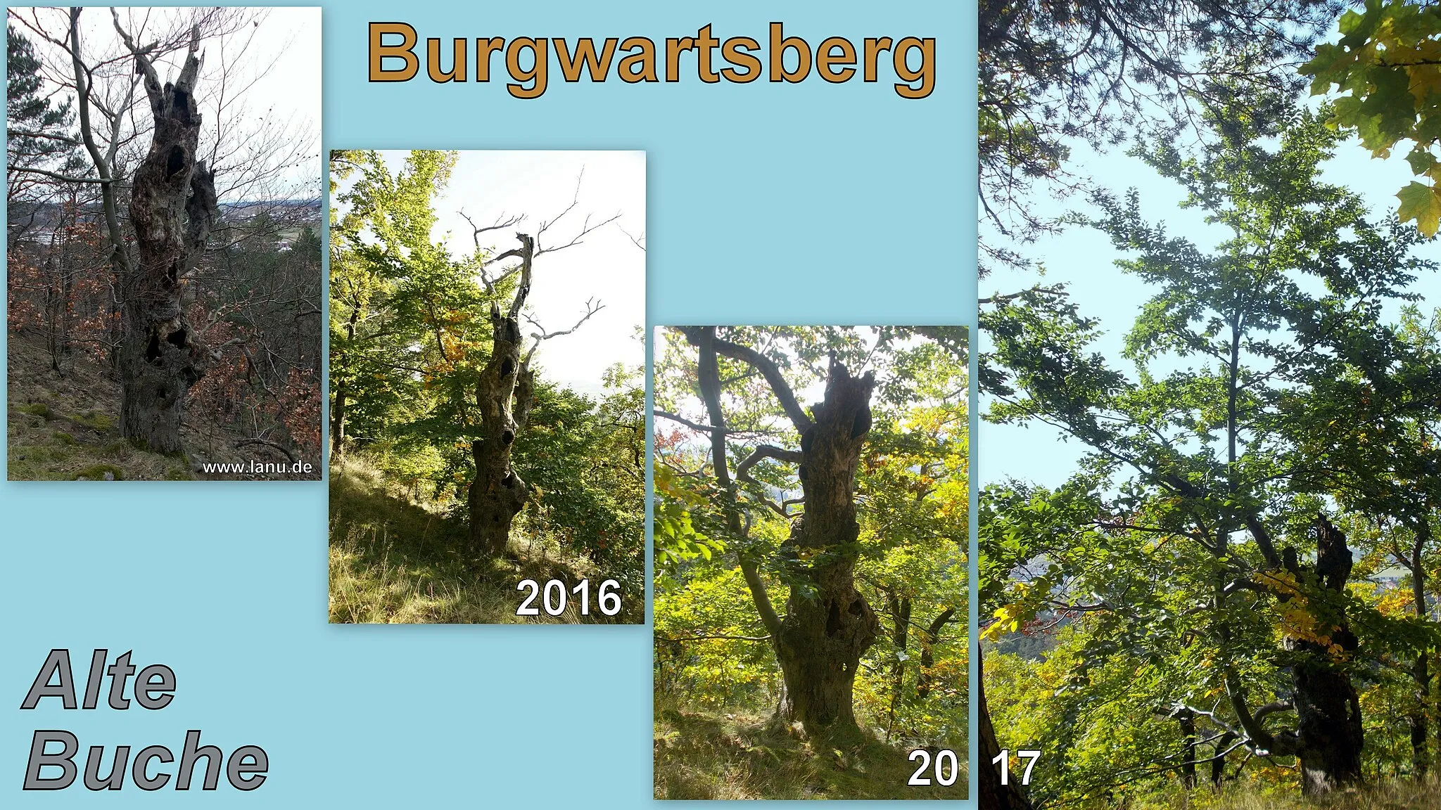 Photo showing: Alte Buche Burgwartsberg - die noch jedes Jahr austreibt.