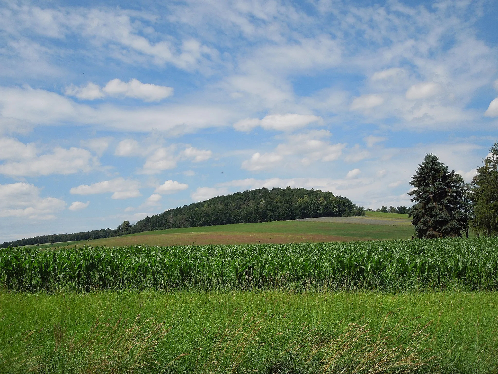 Photo showing: Blick auf den Wiedeberg bei Hainewalde