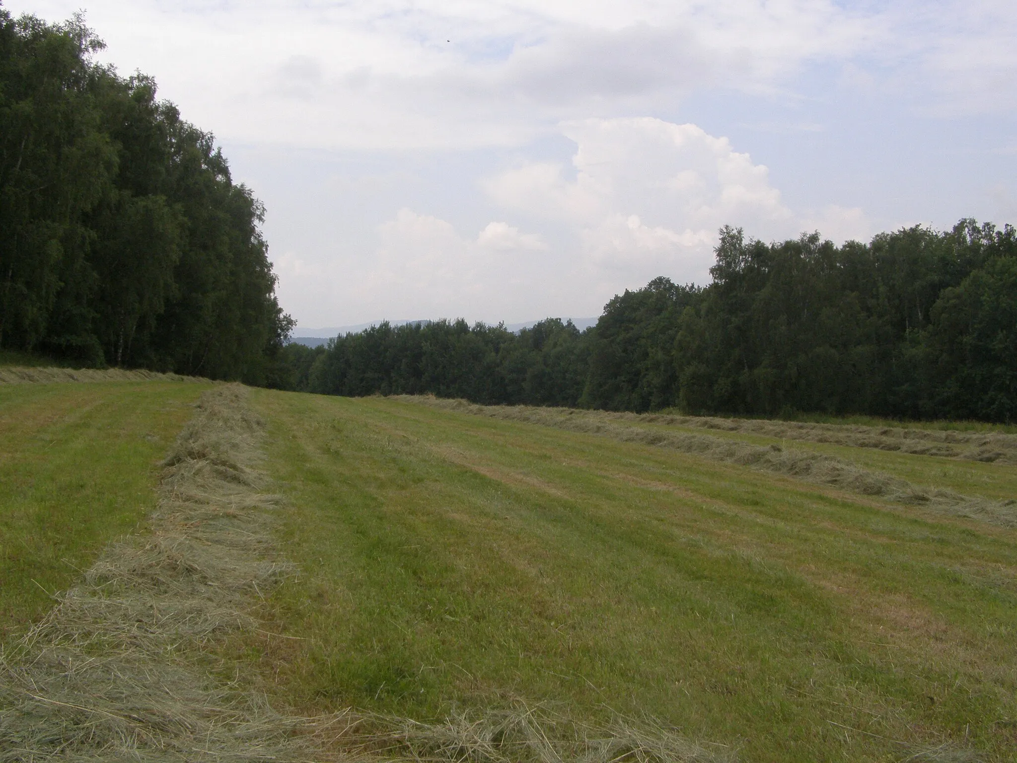 Photo showing: Cvikovská pahorkatina, severozápadní úbočí vrcholu Kovářský vrch (461 m)