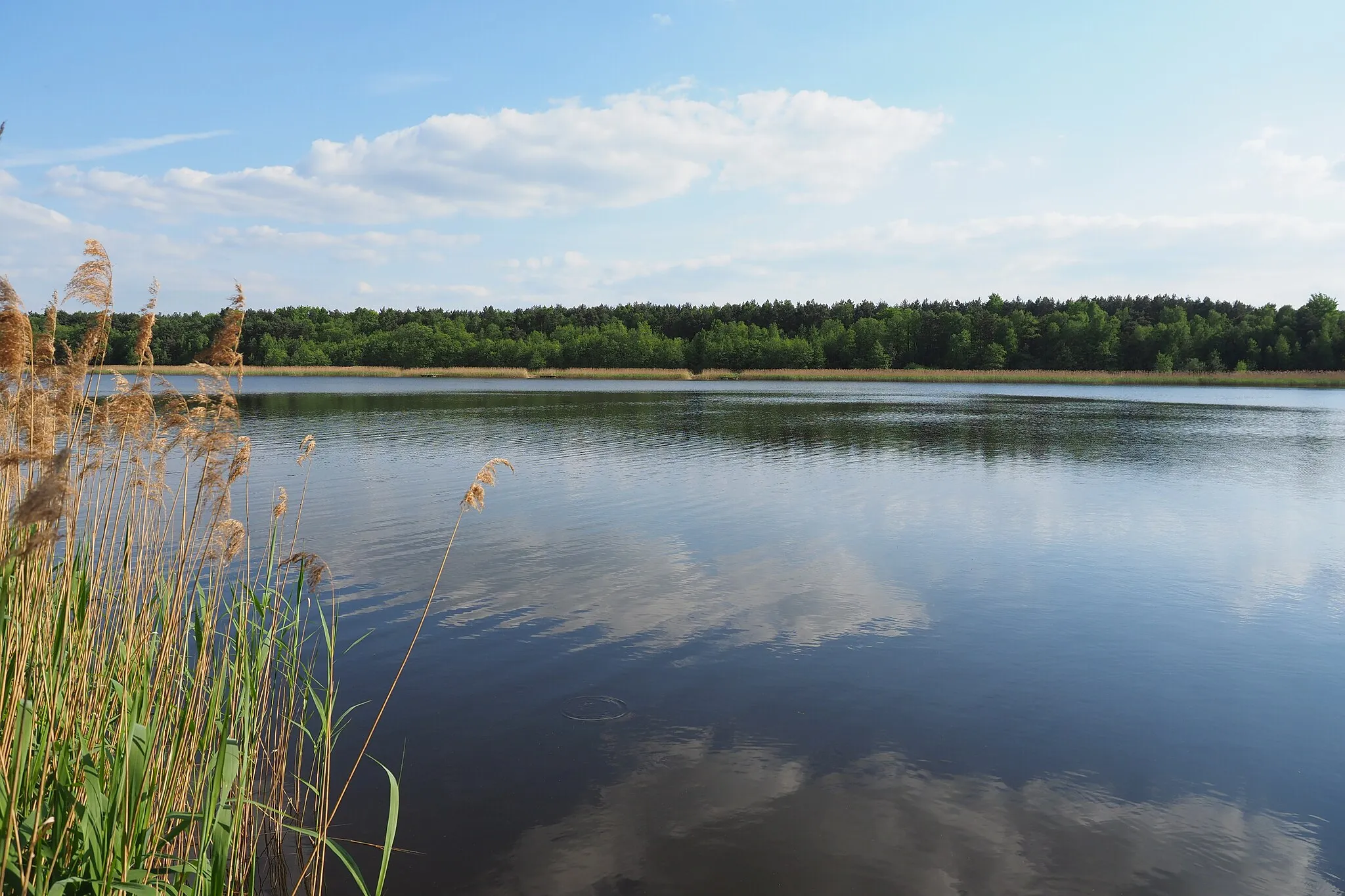 Photo showing: Brettmühlenteich bei Dobra