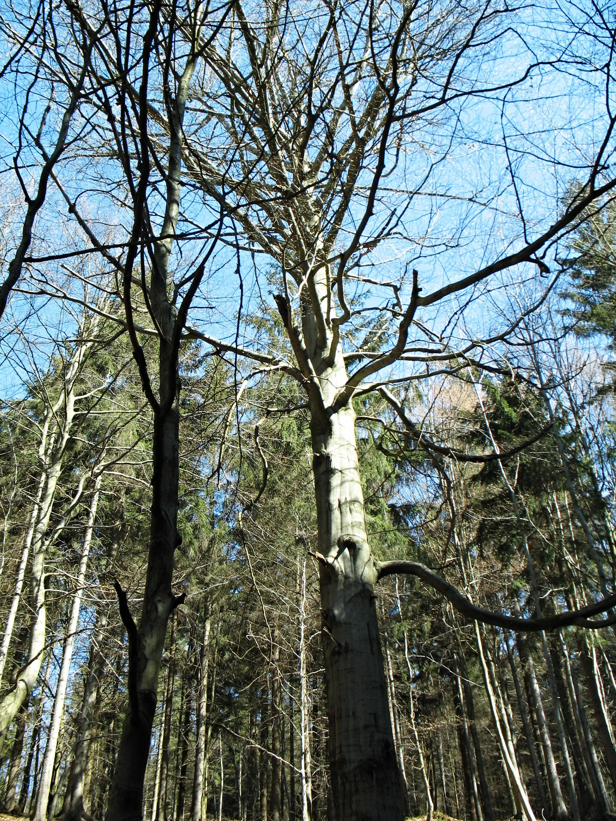 Photo showing: Les na jihozápadním úpatí Bouřného.