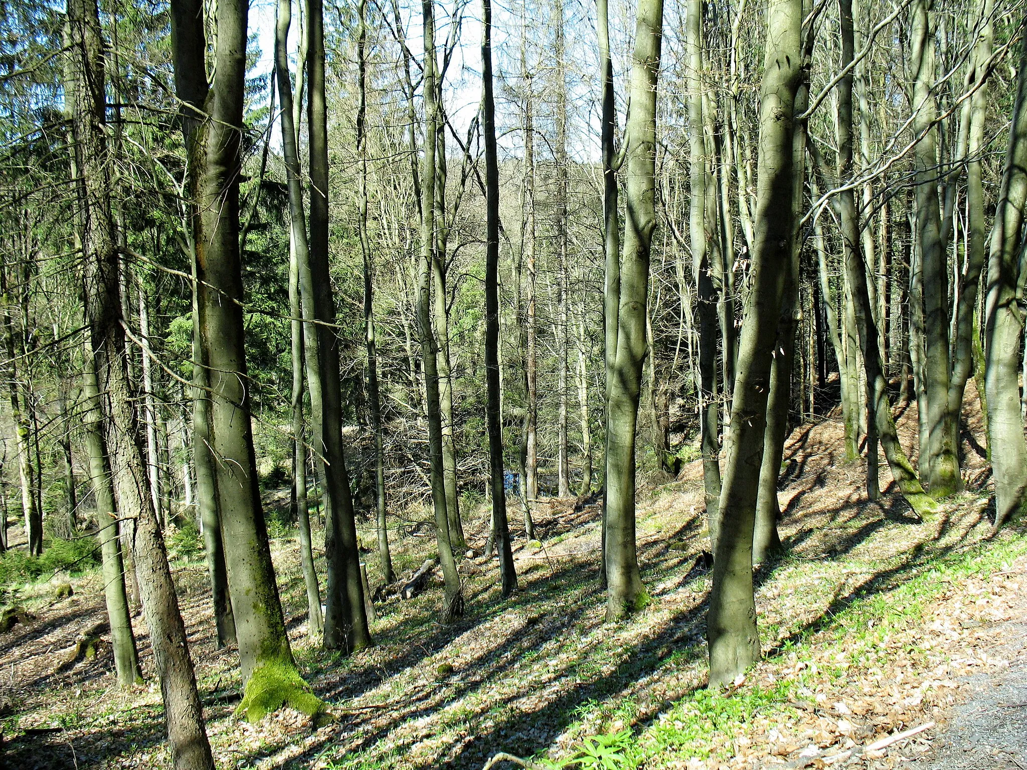 Photo showing: Les na jihozápadním úpatí Bouřného. Starý rybníček.