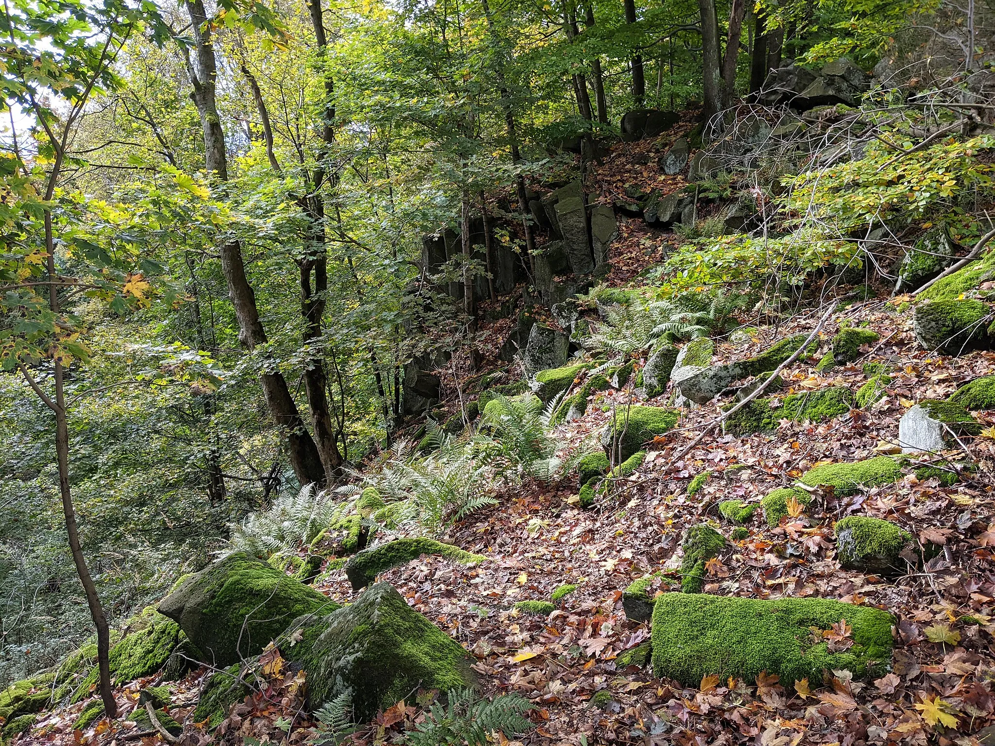 Photo showing: Vlčí hora (Sonnenberg, 641 m) - srázy s čedičovými sloupky pod vrcholem