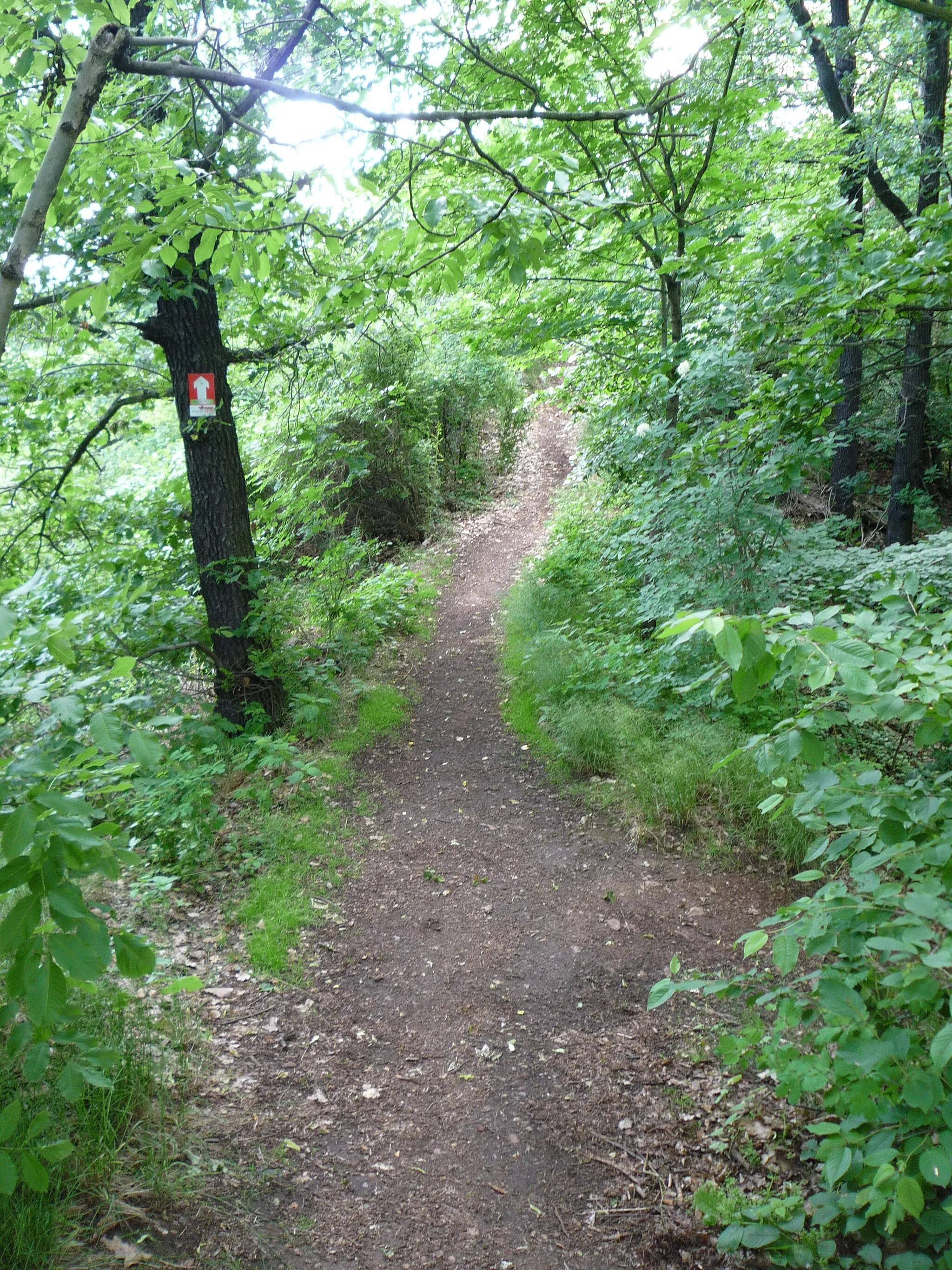 Photo showing: Weg zum Aussichtspunkt Bennokanzel, links und rechts abfallend, in der Bildmitte ist der Erddamm mit einer Trockenmauer gestützt