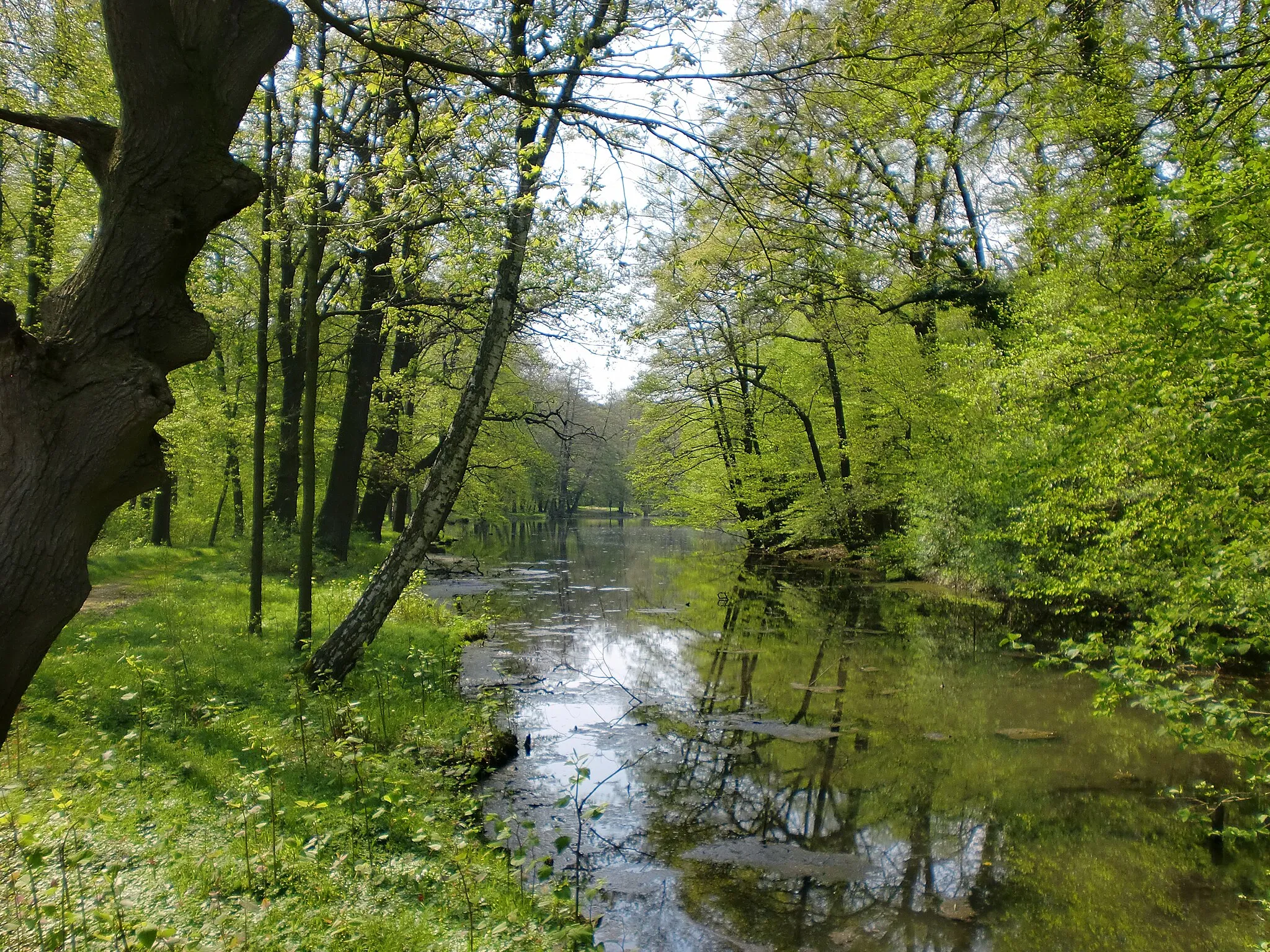 Photo showing: Blick von einer der Schlossparkbrücken in Richtung Westen über den "Hainteich"