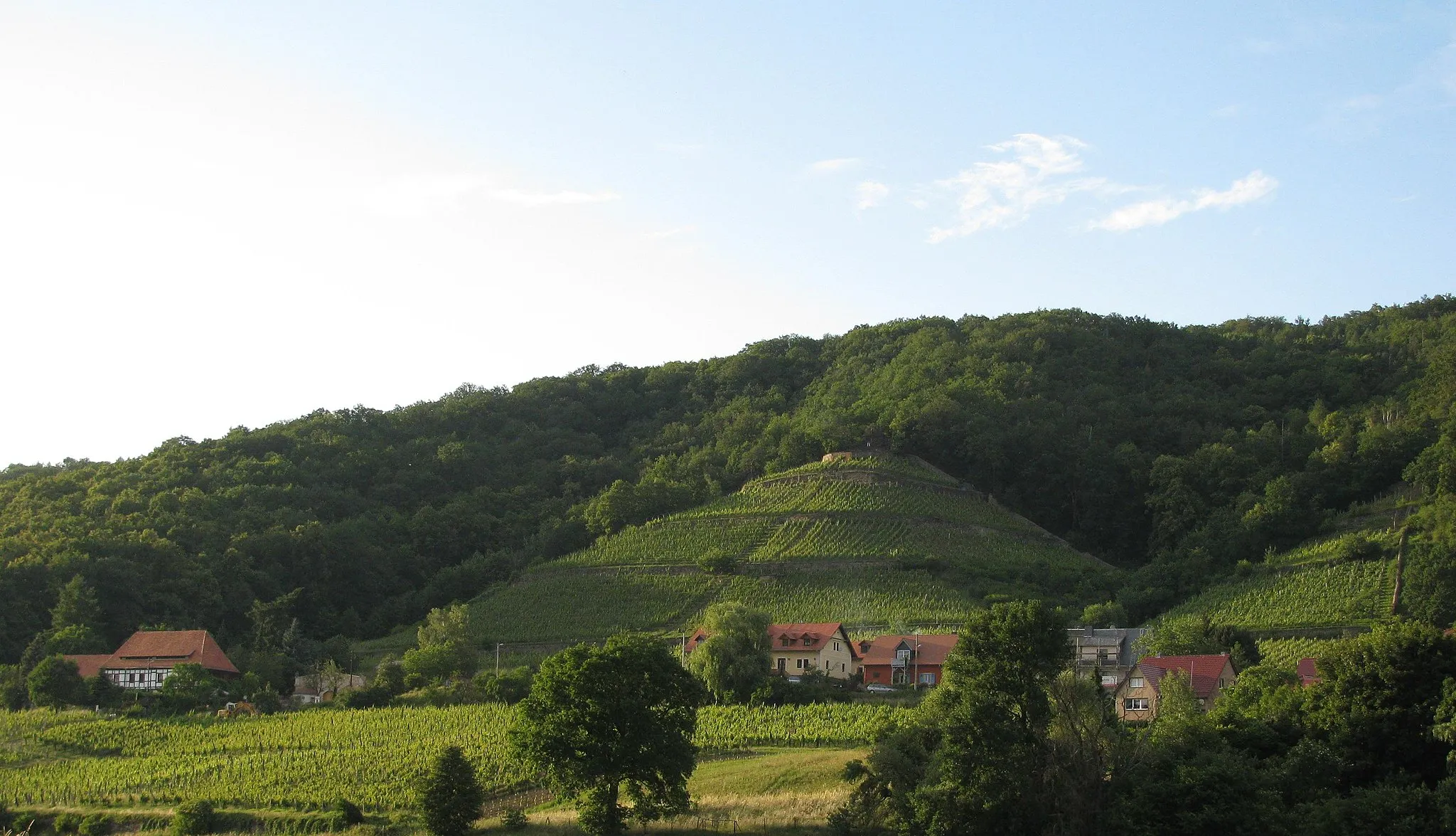 Photo showing: Weinberg Rysselkuppe in Pillnitz, Dresden