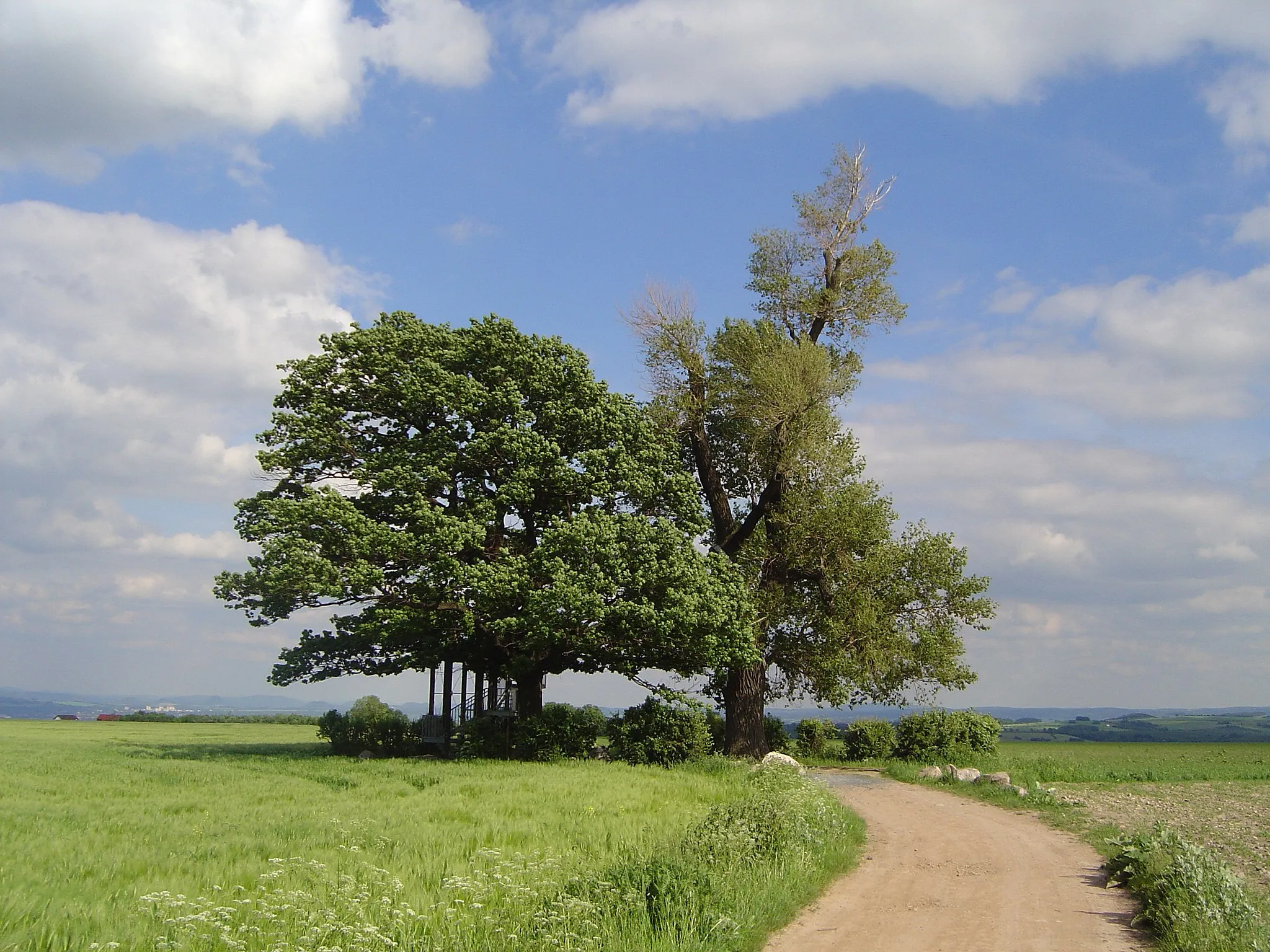 Photo showing: An ancient Tree called "Babisnauer Pappel" near Dresden/Germany