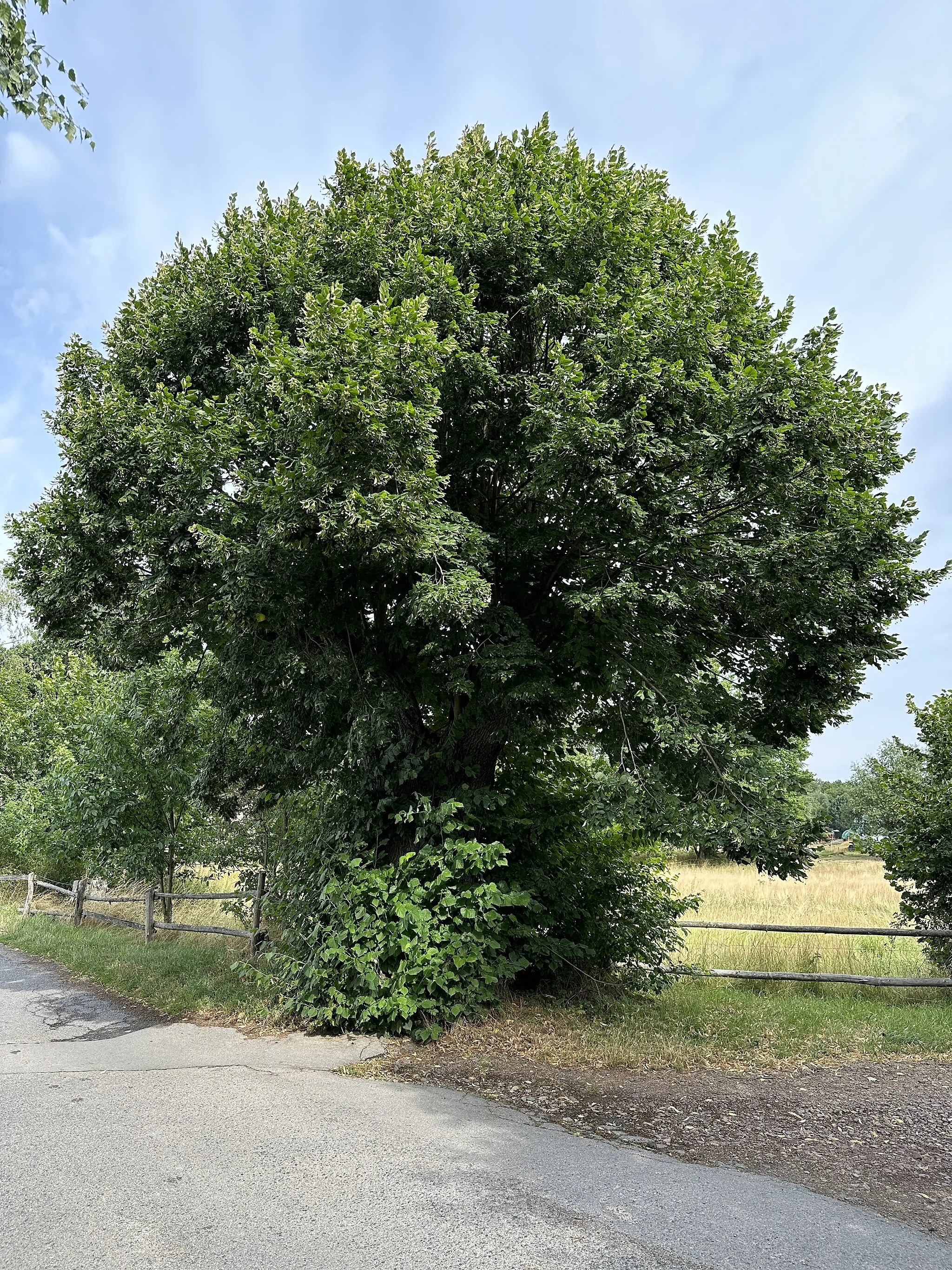 Photo showing: Naturdenkmal Nr. MEI 068, Sommerlinde südwestlich Bärnsdorf im Landkreis Meißen